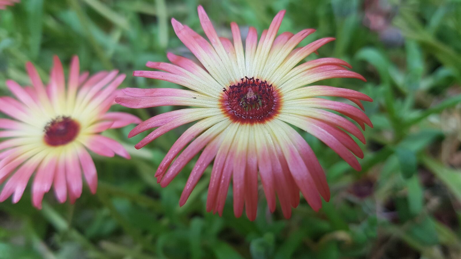 Samsung Galaxy S7 sample photo. Orange flower, flowers, beautiful photography