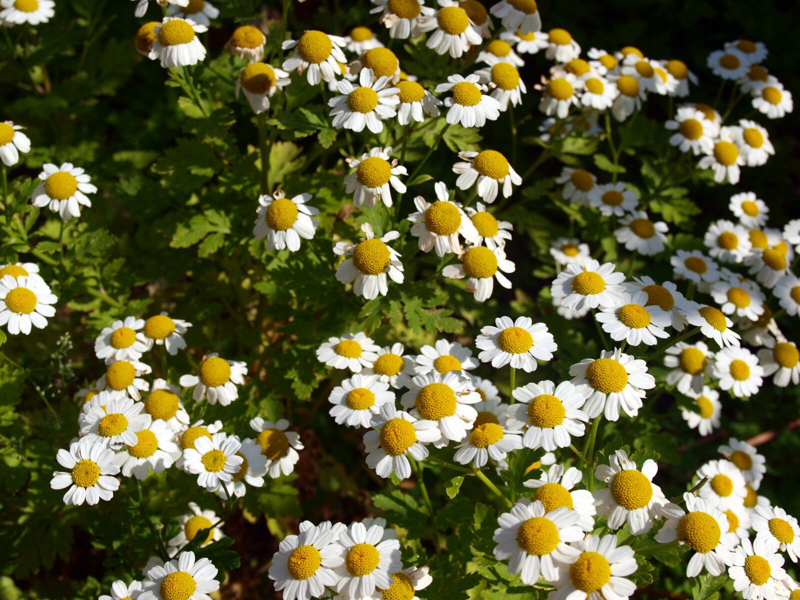 Olympus E-420 (EVOLT E-420) sample photo. Chamomile, camomile, wild flower photography