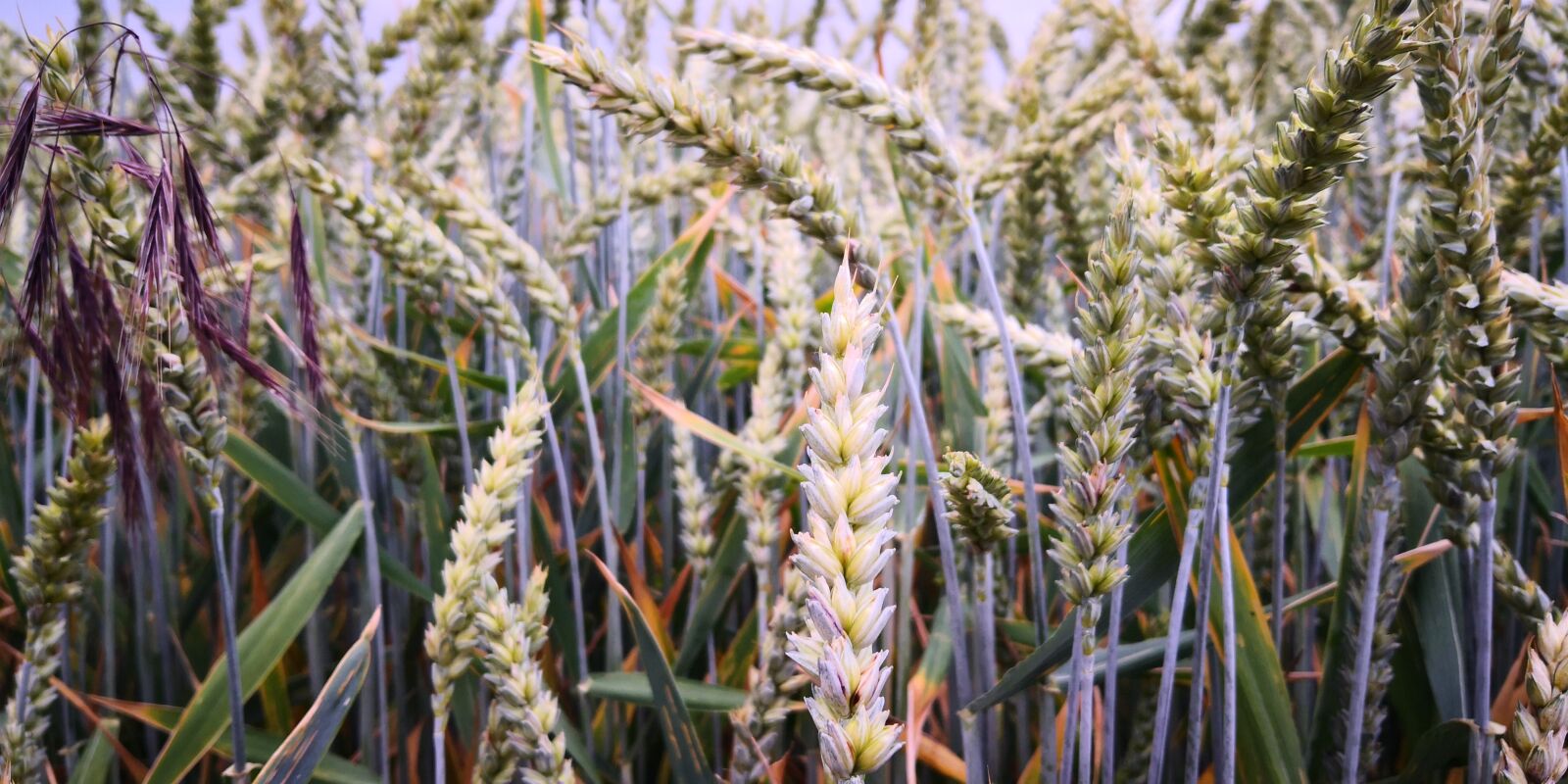 HUAWEI Mate 10 Pro sample photo. Nature, field, flora photography