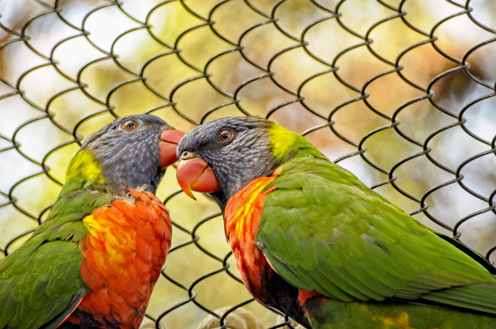 Nikon D5000 sample photo. Lorikeet, birds, colorful photography