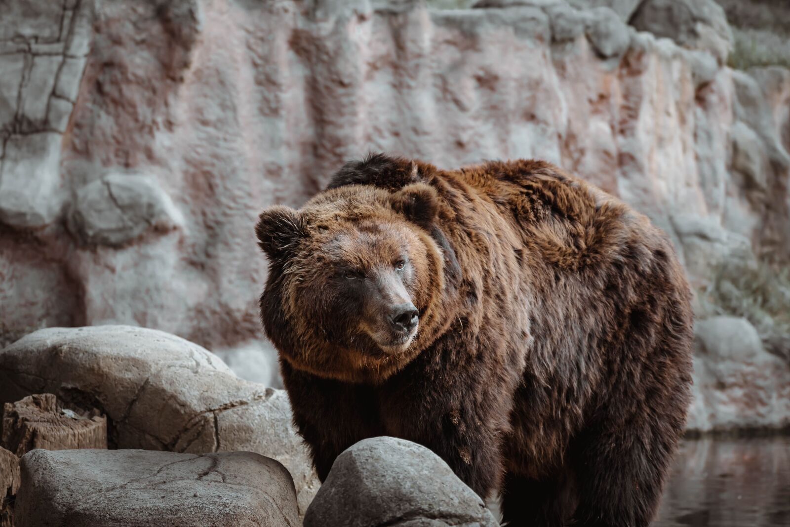 Nikon D5600 sample photo. Bear, animal, zoo photography