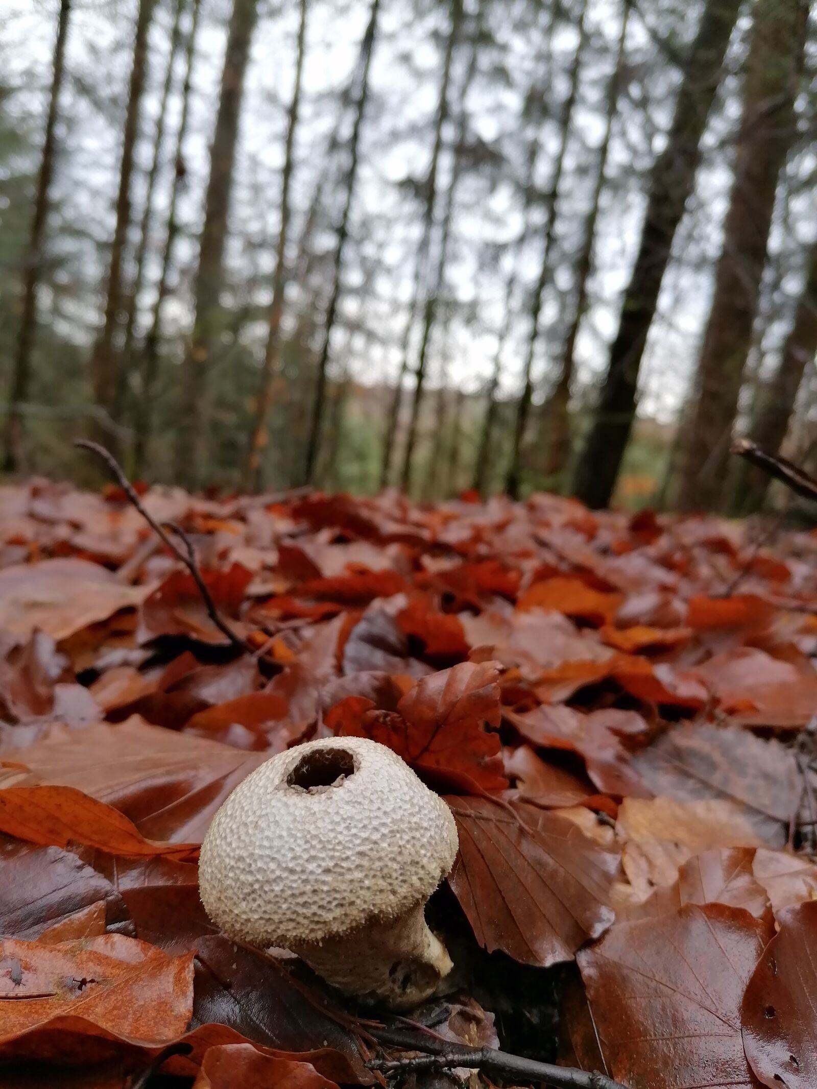 HUAWEI P30 LITE sample photo. Bowist, forest, leaves photography
