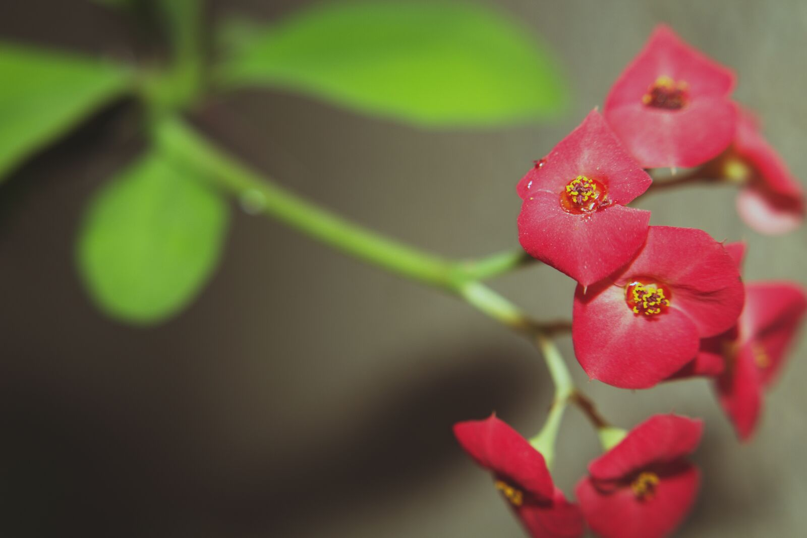 Canon EOS 1300D (EOS Rebel T6 / EOS Kiss X80) sample photo. The red rose, cactus photography