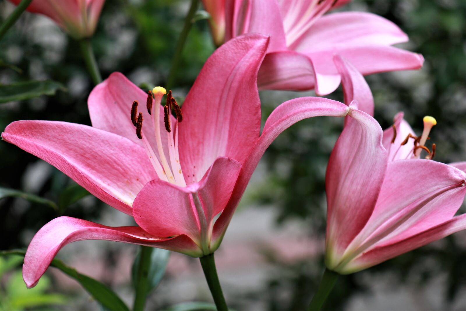 Canon EF-M 18-150mm F3.5-6.3 IS STM sample photo. Lilies, flowers, garden photography