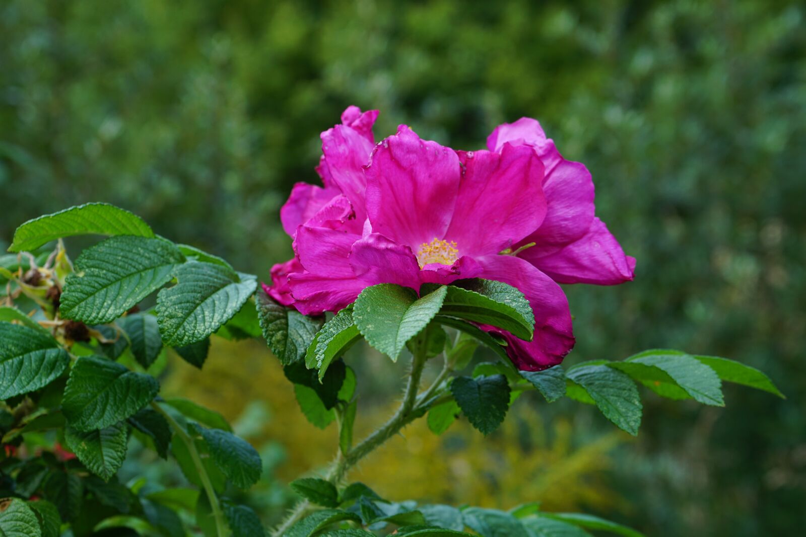 Sony a6000 + Sony FE 28-70mm F3.5-5.6 OSS sample photo. Flower, shrub, rose hip photography
