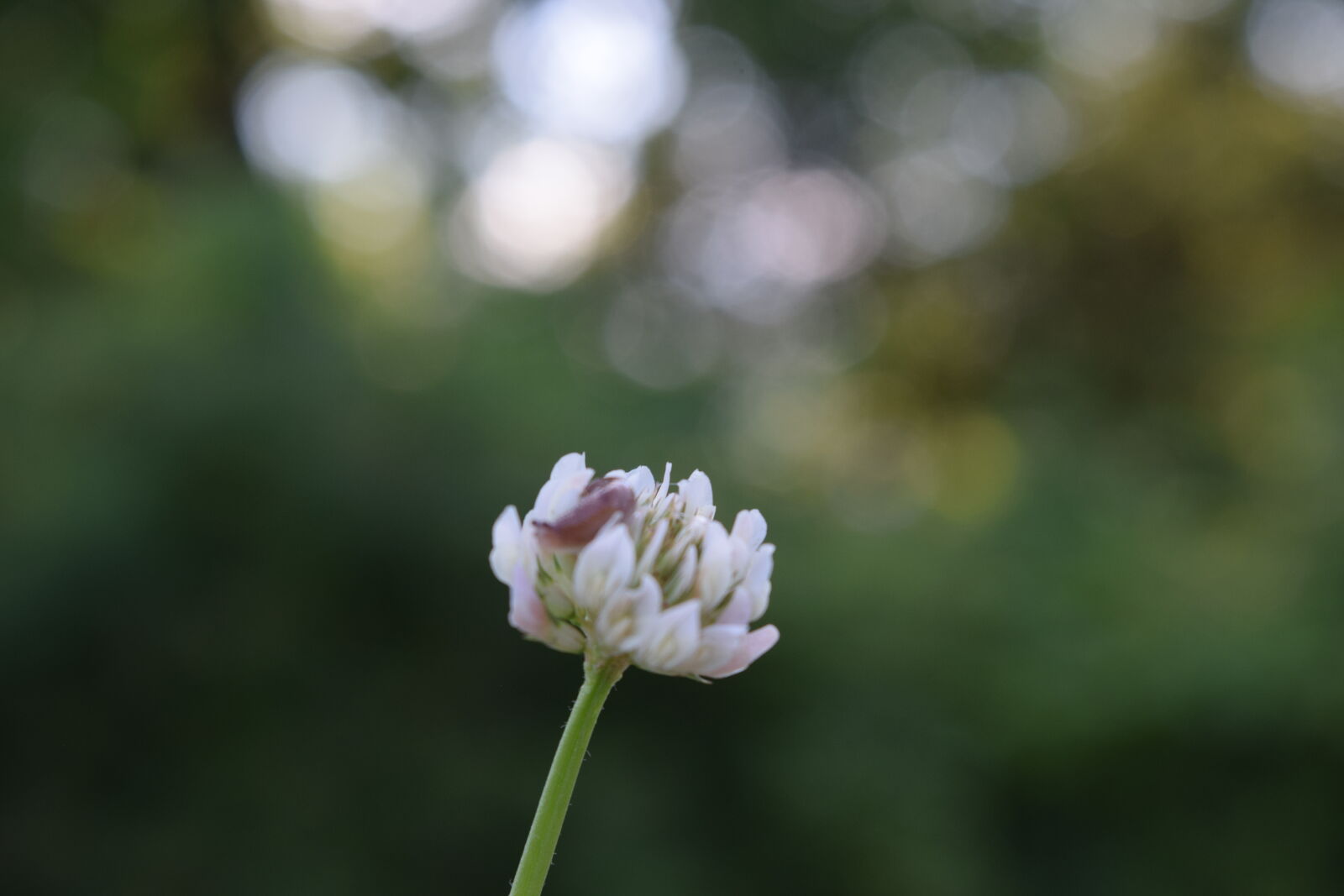 Nikon D3300 sample photo