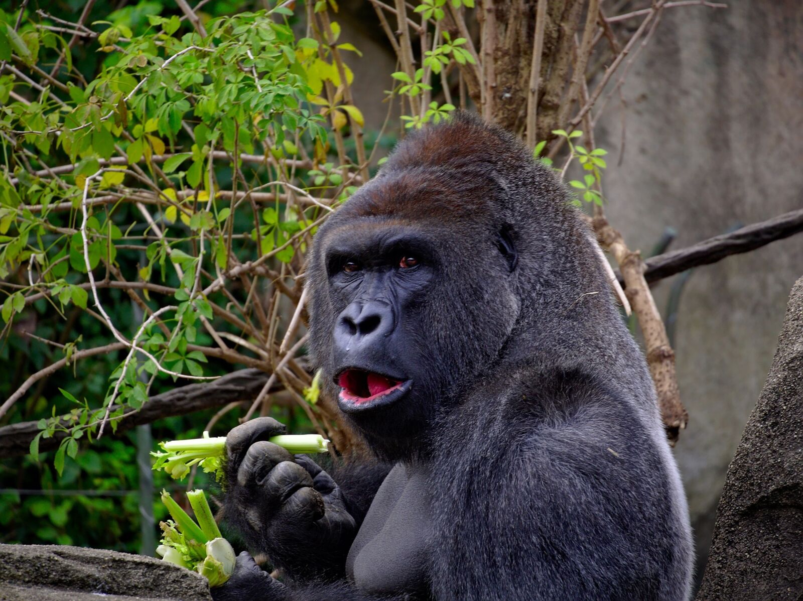 Olympus OM-D E-M5 sample photo. Gorilla, ape, primate photography