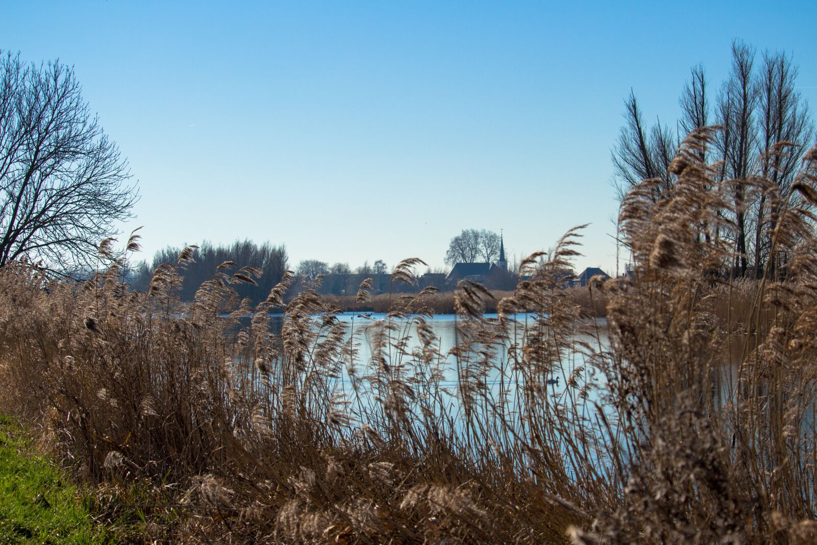 Canon EOS 100D (EOS Rebel SL1 / EOS Kiss X7) sample photo. Netherlands, reed, water photography