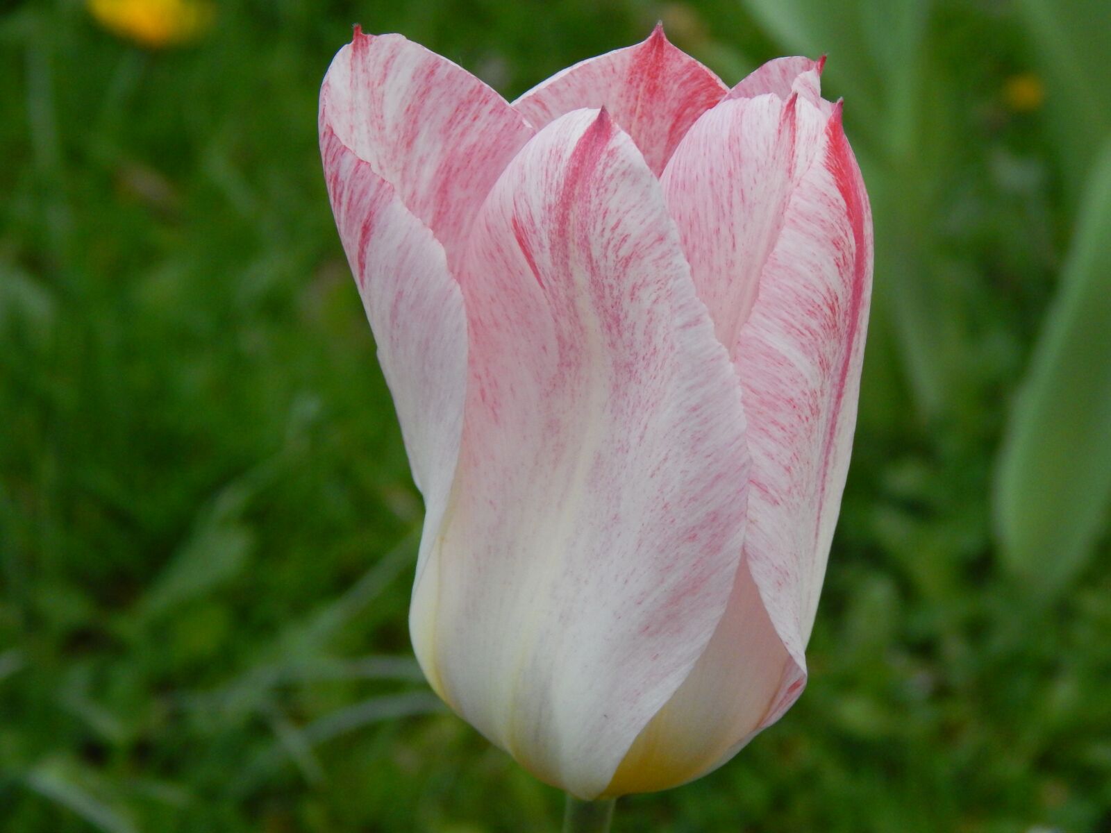 Nikon Coolpix L820 sample photo. Tulip, white, red photography