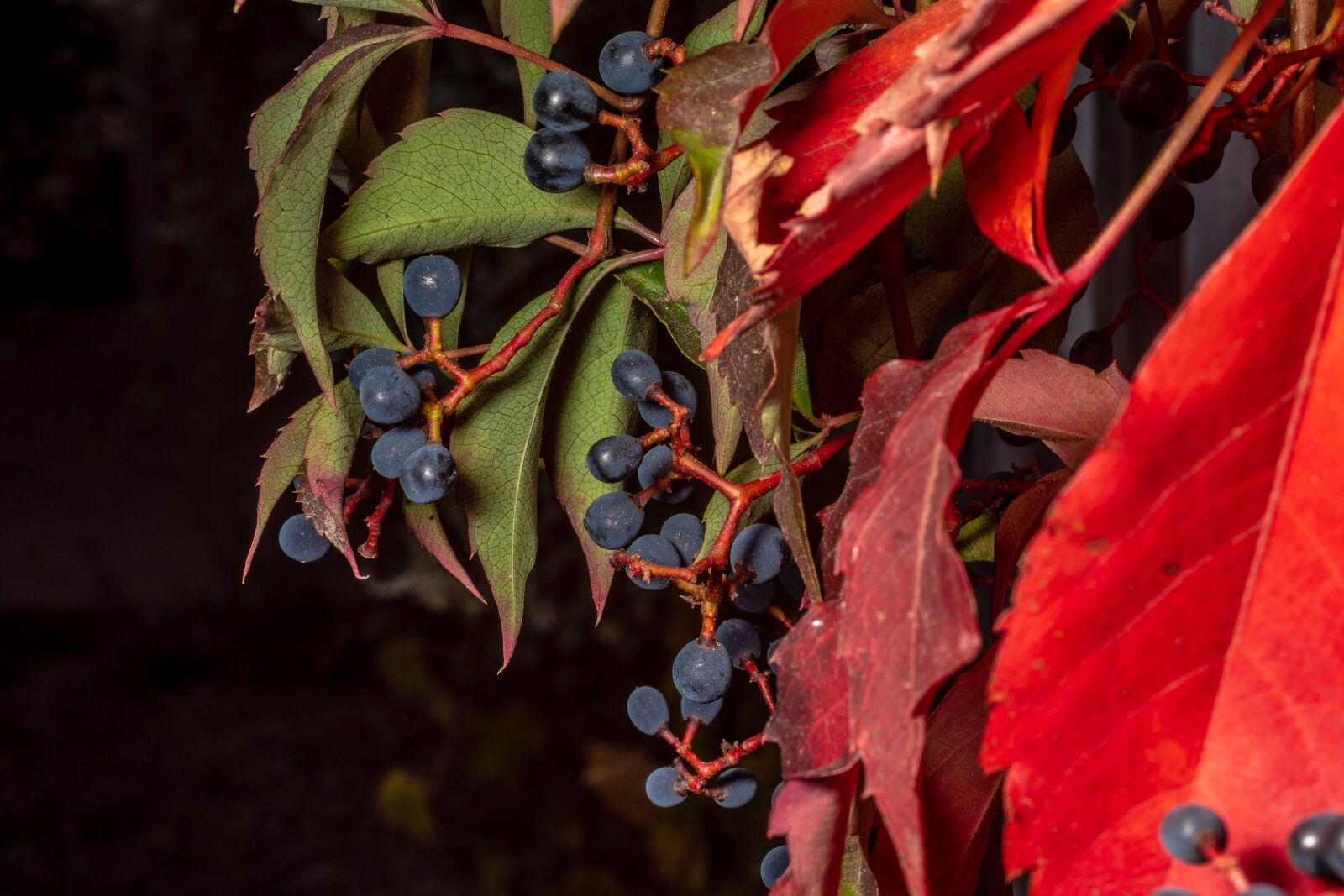 MACRO 50mm F2.8 sample photo. Leaves, autumn, fall foliage photography
