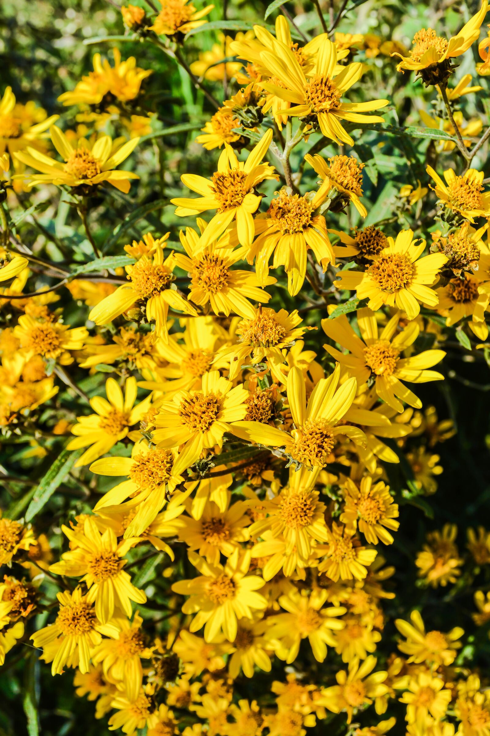 Nikon D3200 sample photo. Flowers, yellow, summer photography