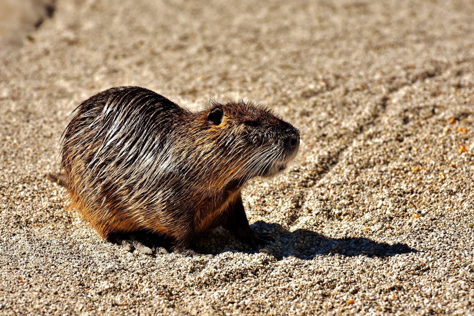 Nikon D7200 sample photo. Nutria, water rat, water photography