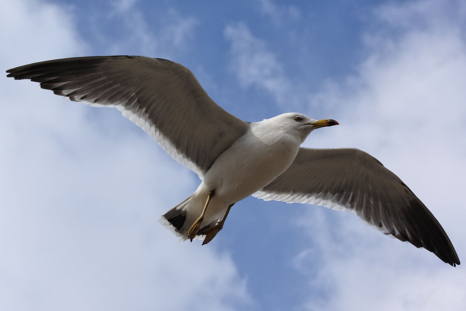 Nikon 1 Nikkor VR 30-110mm F3.8-5.6 sample photo. Animal, sky, cloud photography