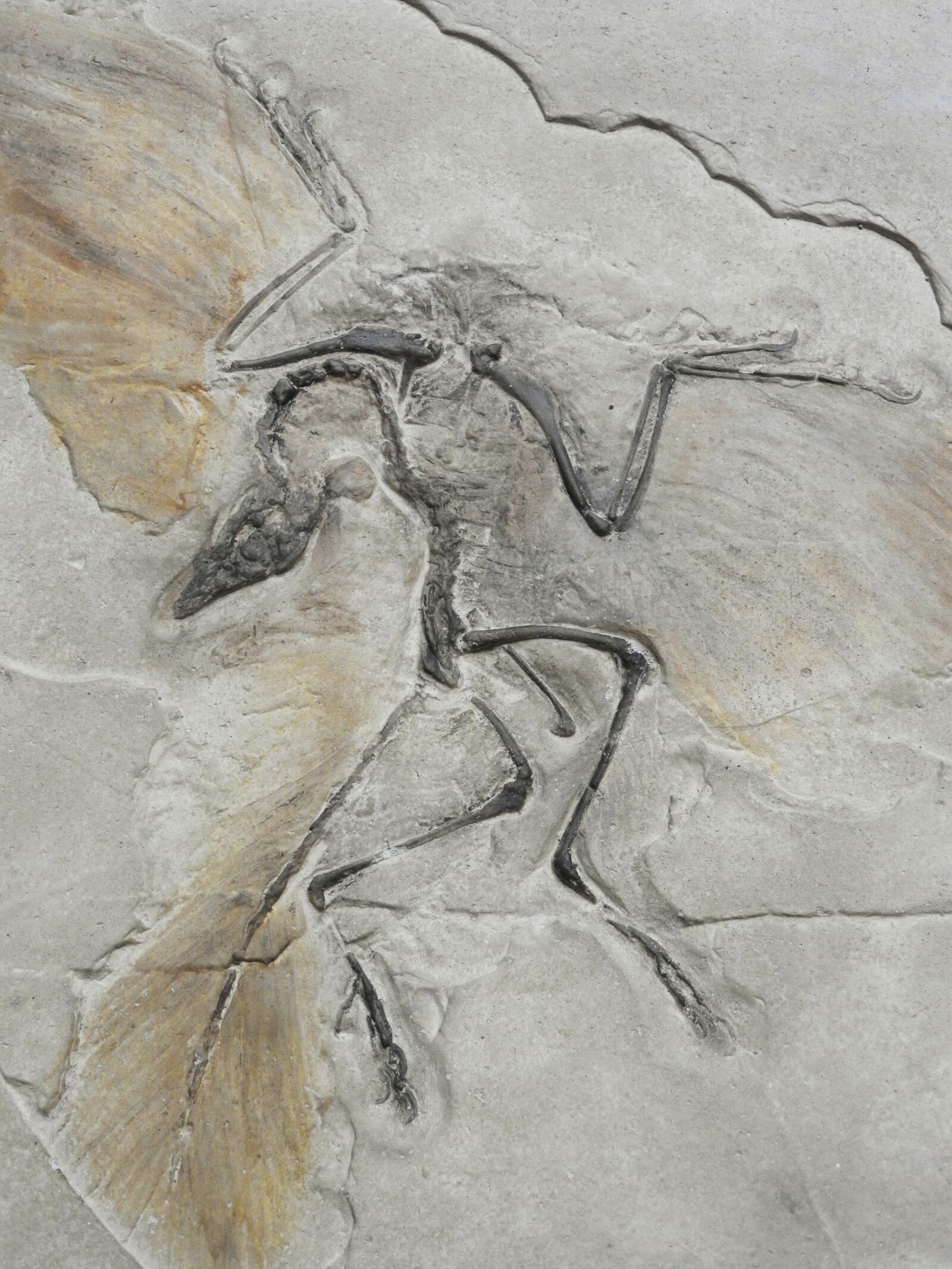 Nikon Coolpix P610 sample photo. Archaeopteryx lithographica, arheopteryx, prehistoric photography