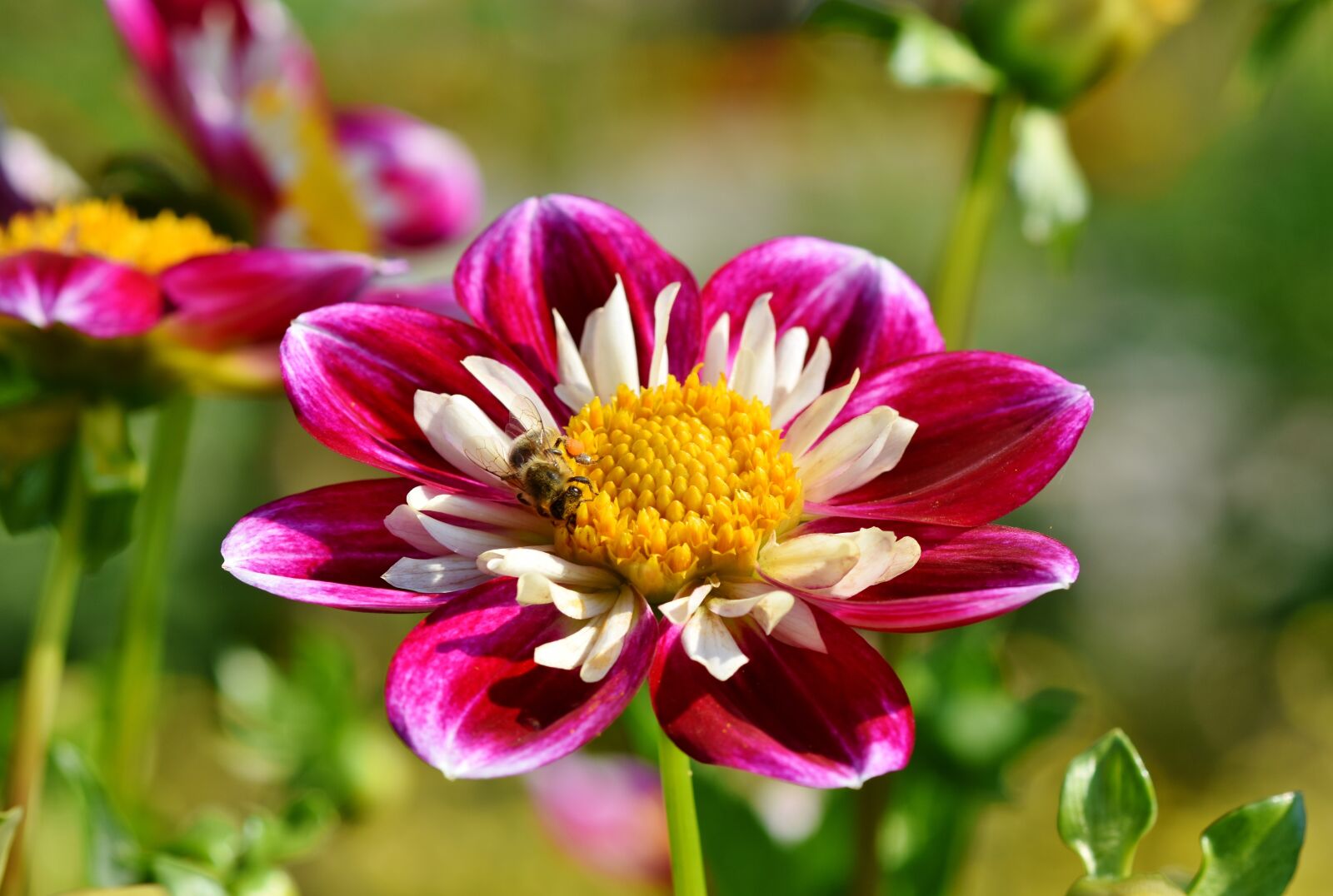 Nikon D7200 sample photo. Zinnia, composites, asteraceae photography