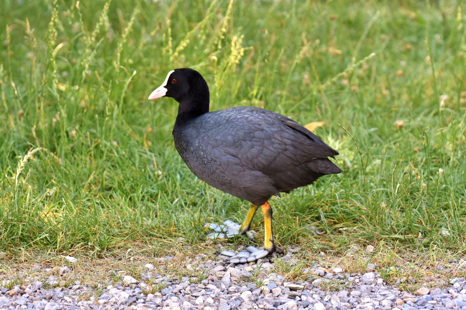 Nikon D7200 sample photo. Coot, animal, animal world photography