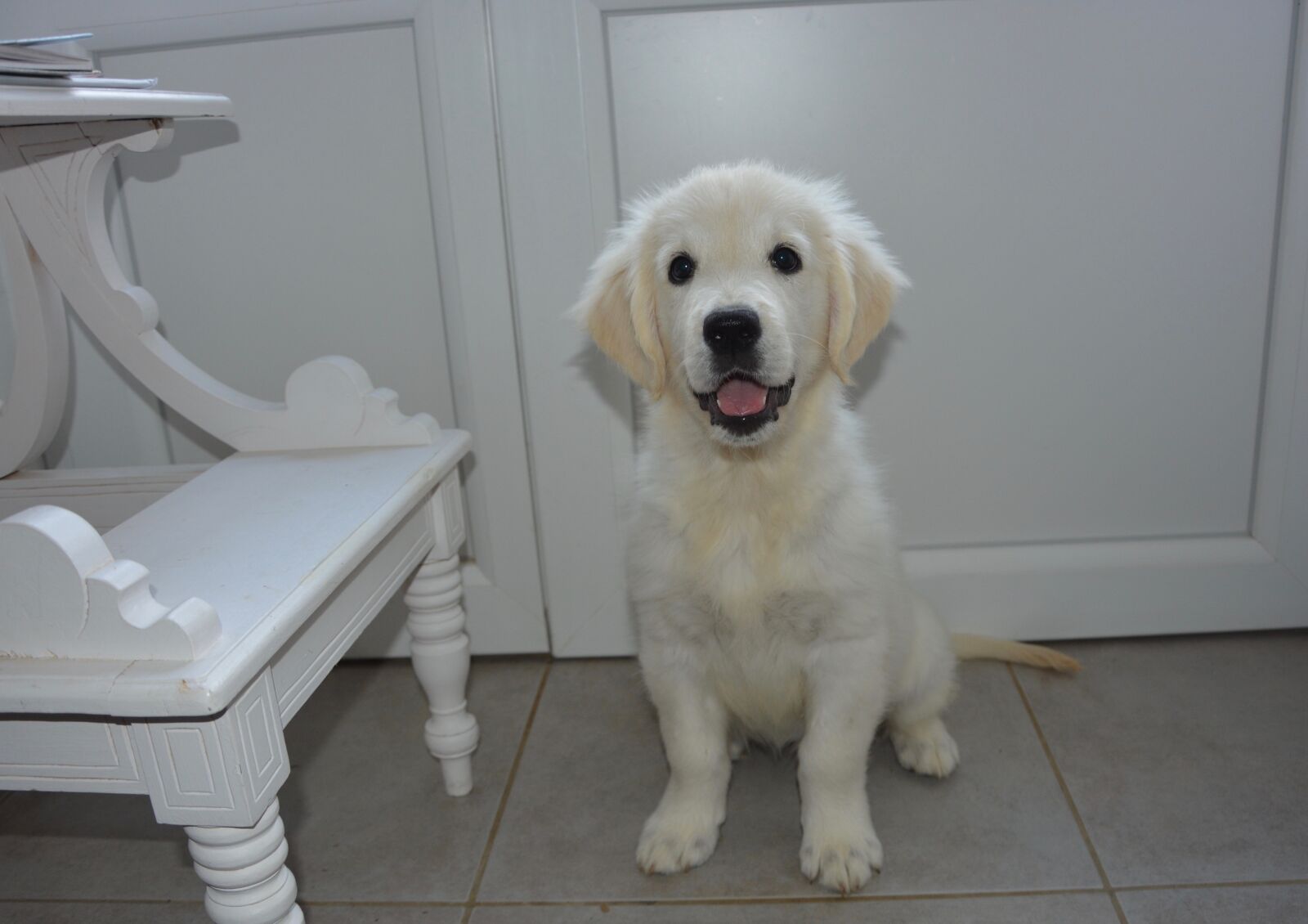 Nikon D5200 sample photo. Puppy, dog, golden retriever photography