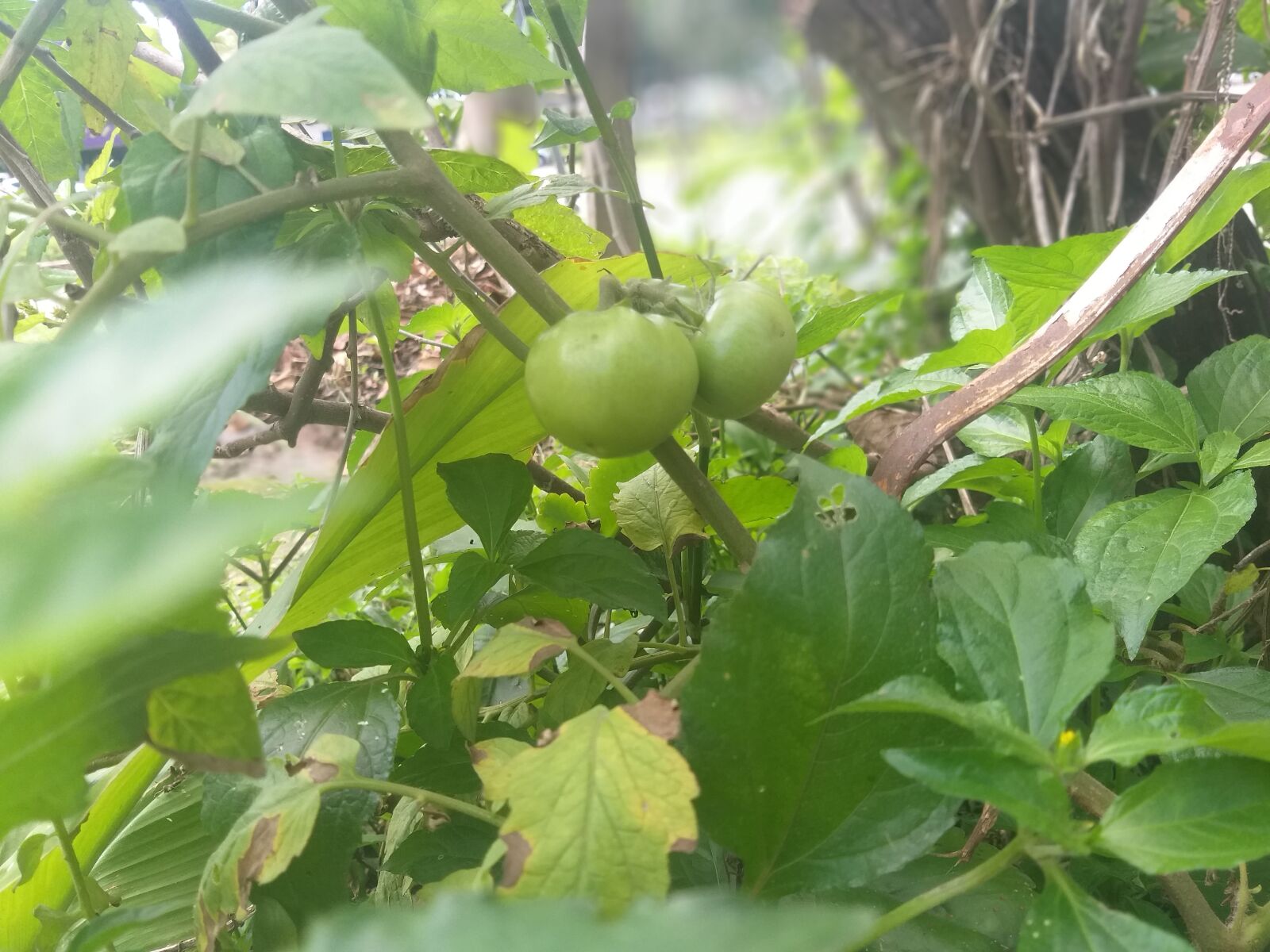Samsung Galaxy J8 sample photo. Horta, jardim, fruta photography