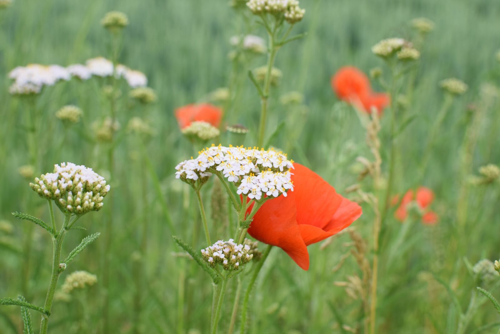 Nikon D5300 sample photo. Wild flower meadow, sharp photography