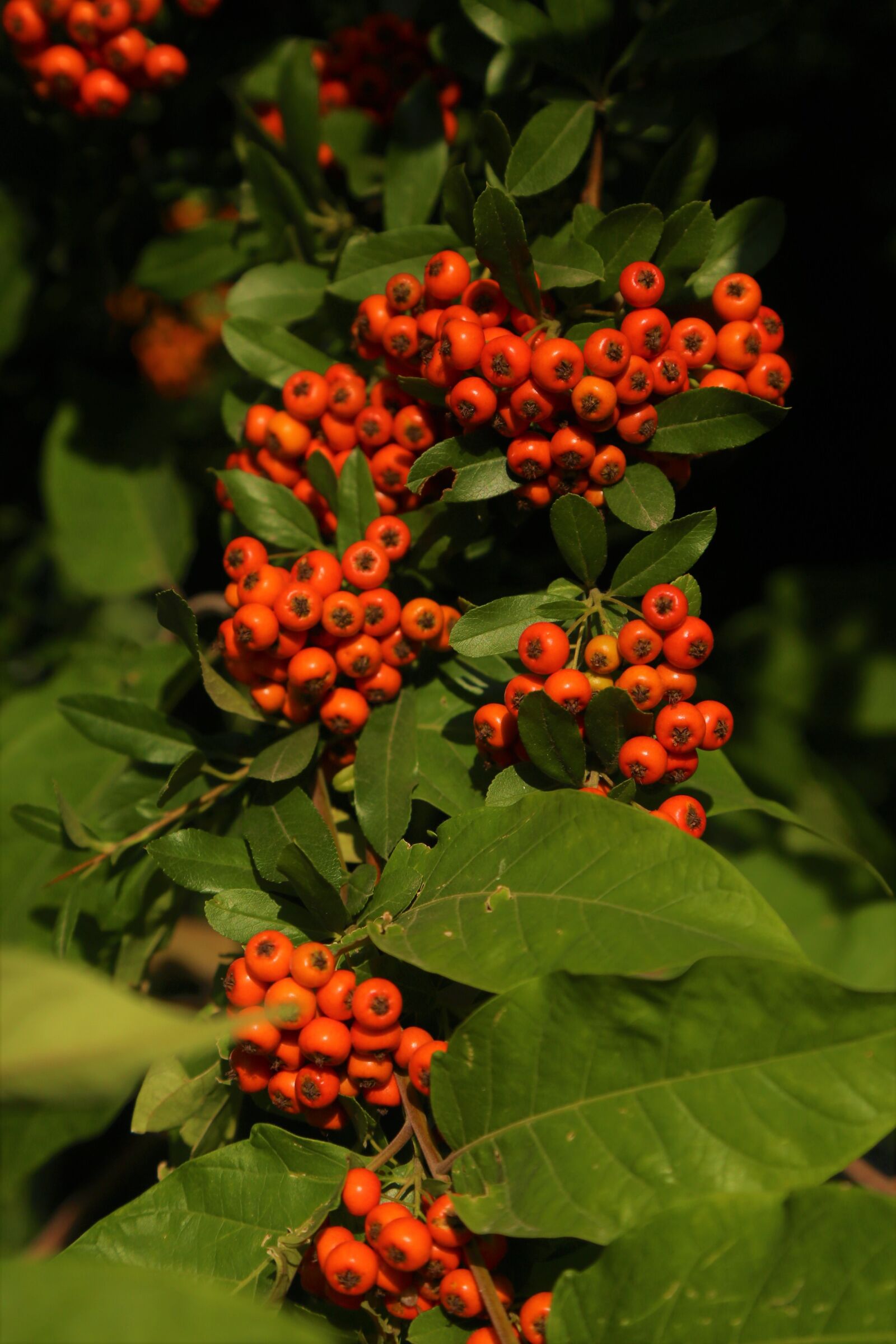 Canon EF 24-105mm F4L IS USM sample photo. Autumn, plant, fruit photography