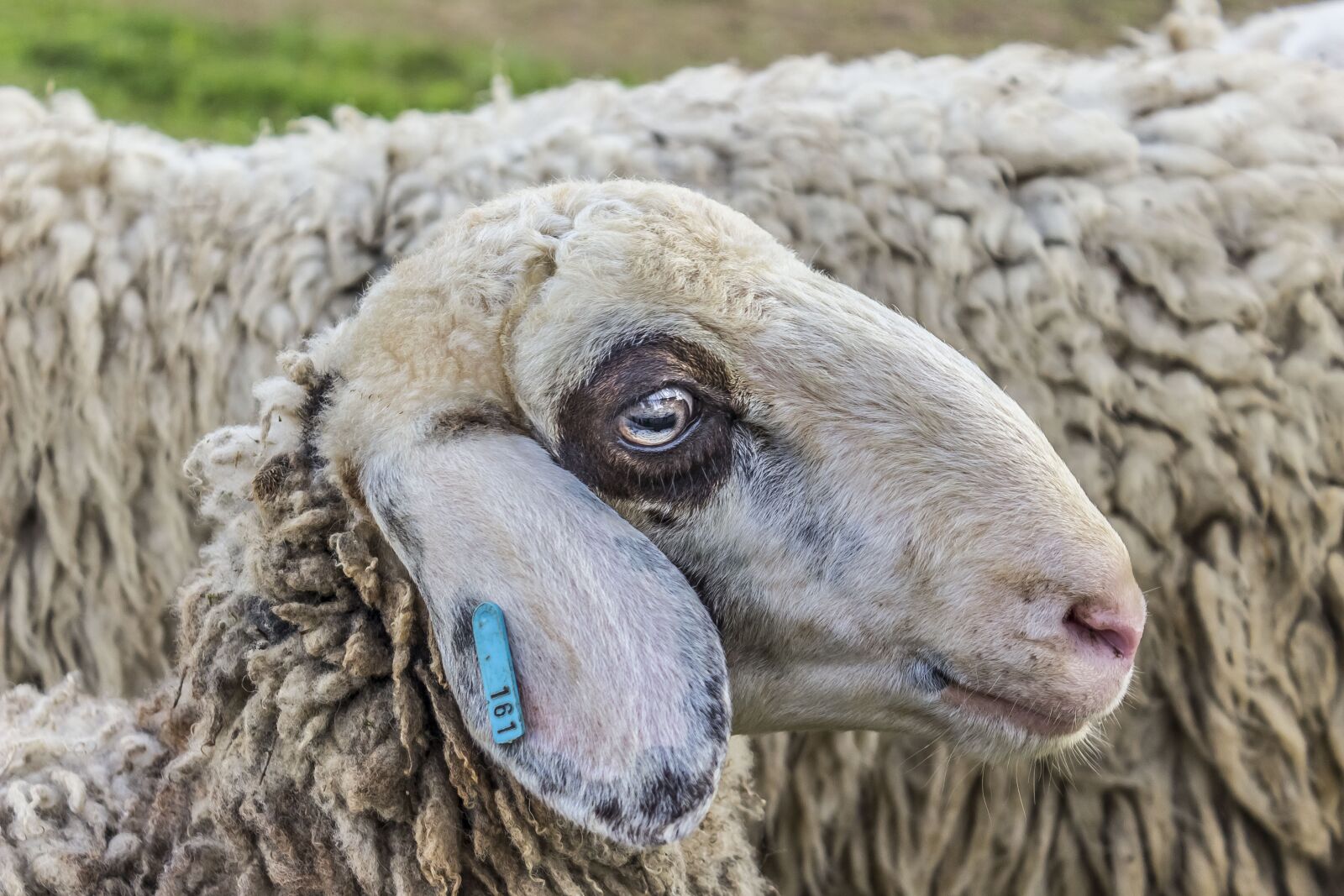 Canon EOS 600D (Rebel EOS T3i / EOS Kiss X5) sample photo. Sheep, animal, wool photography