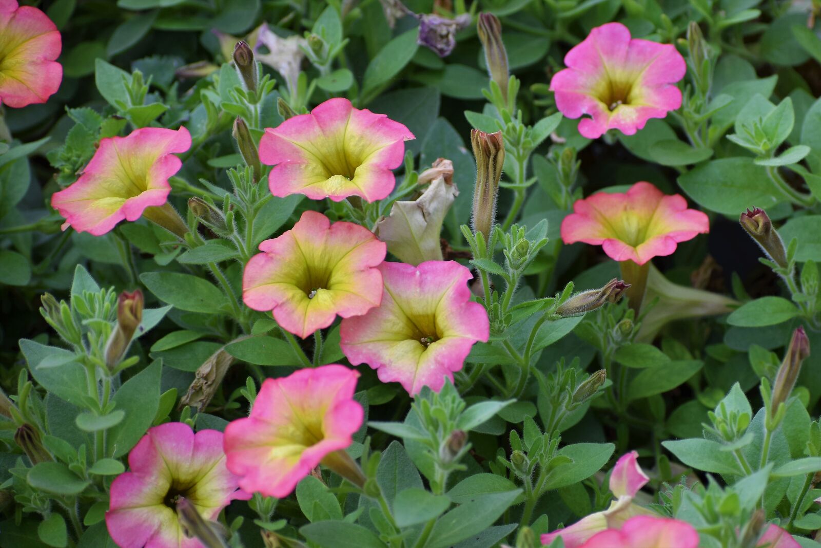 Nikon D3300 sample photo. Morning glory, ipomea purpurea photography