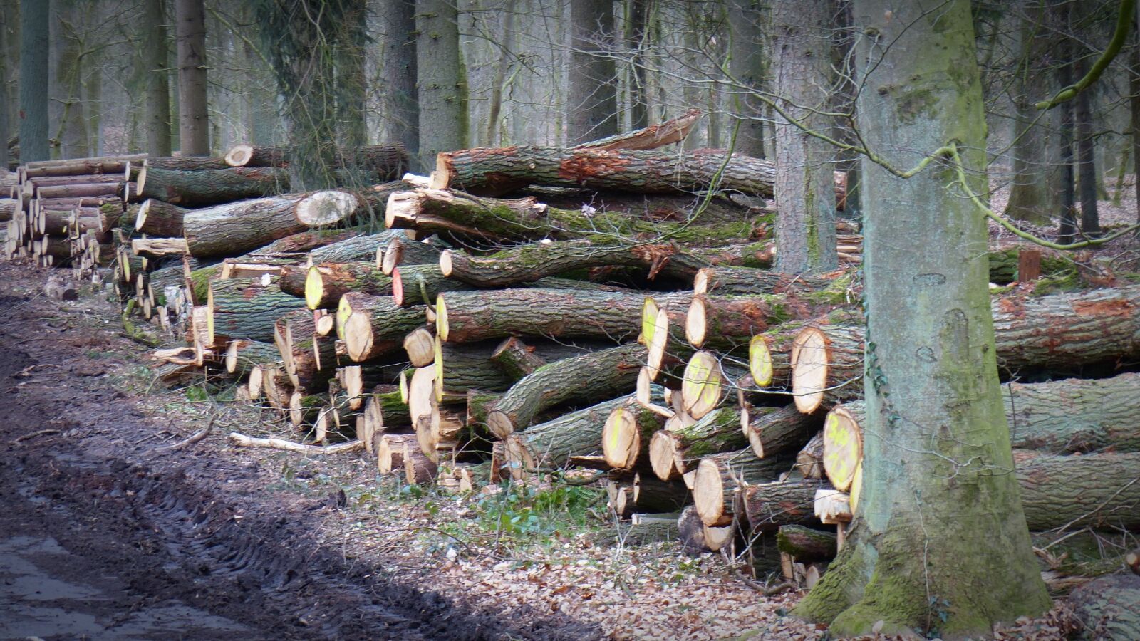Panasonic Lumix DMC-FZ200 sample photo. Wood, forestry, log photography