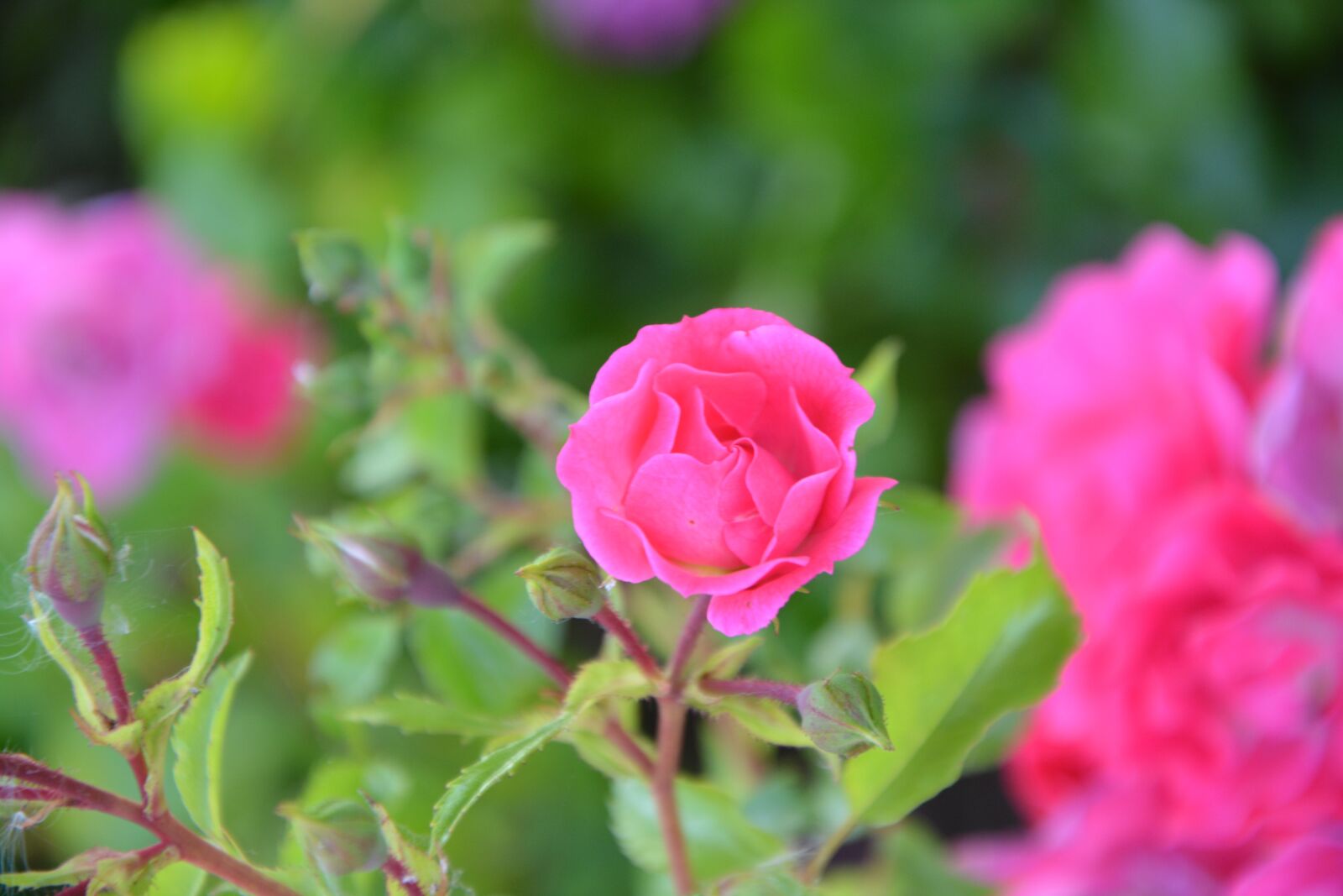 Nikon D5200 sample photo. Pink, rose bud, flower photography