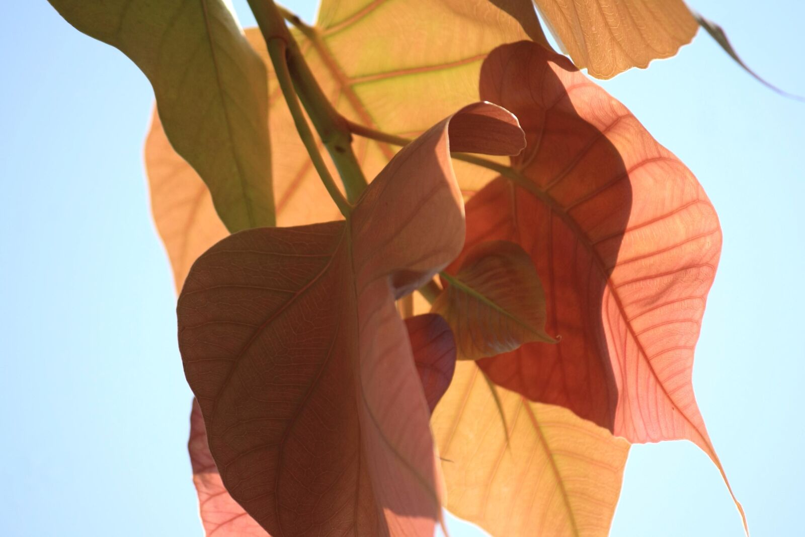 Canon EOS 1000D (EOS Digital Rebel XS / EOS Kiss F) sample photo. Leaf, sky, autumn, branch photography