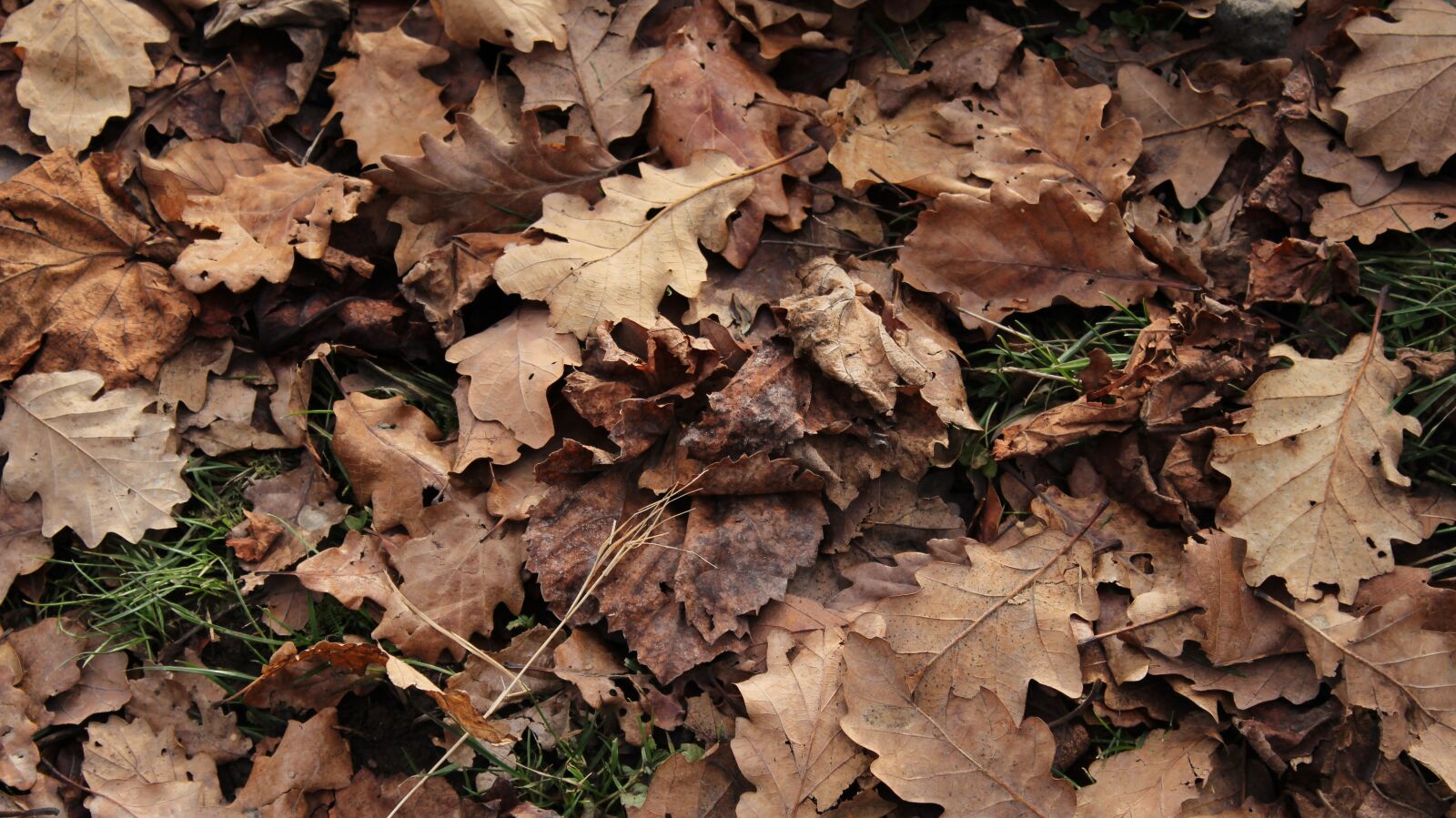 Canon EOS 1300D (EOS Rebel T6 / EOS Kiss X80) sample photo. Texture, grass, ground photography