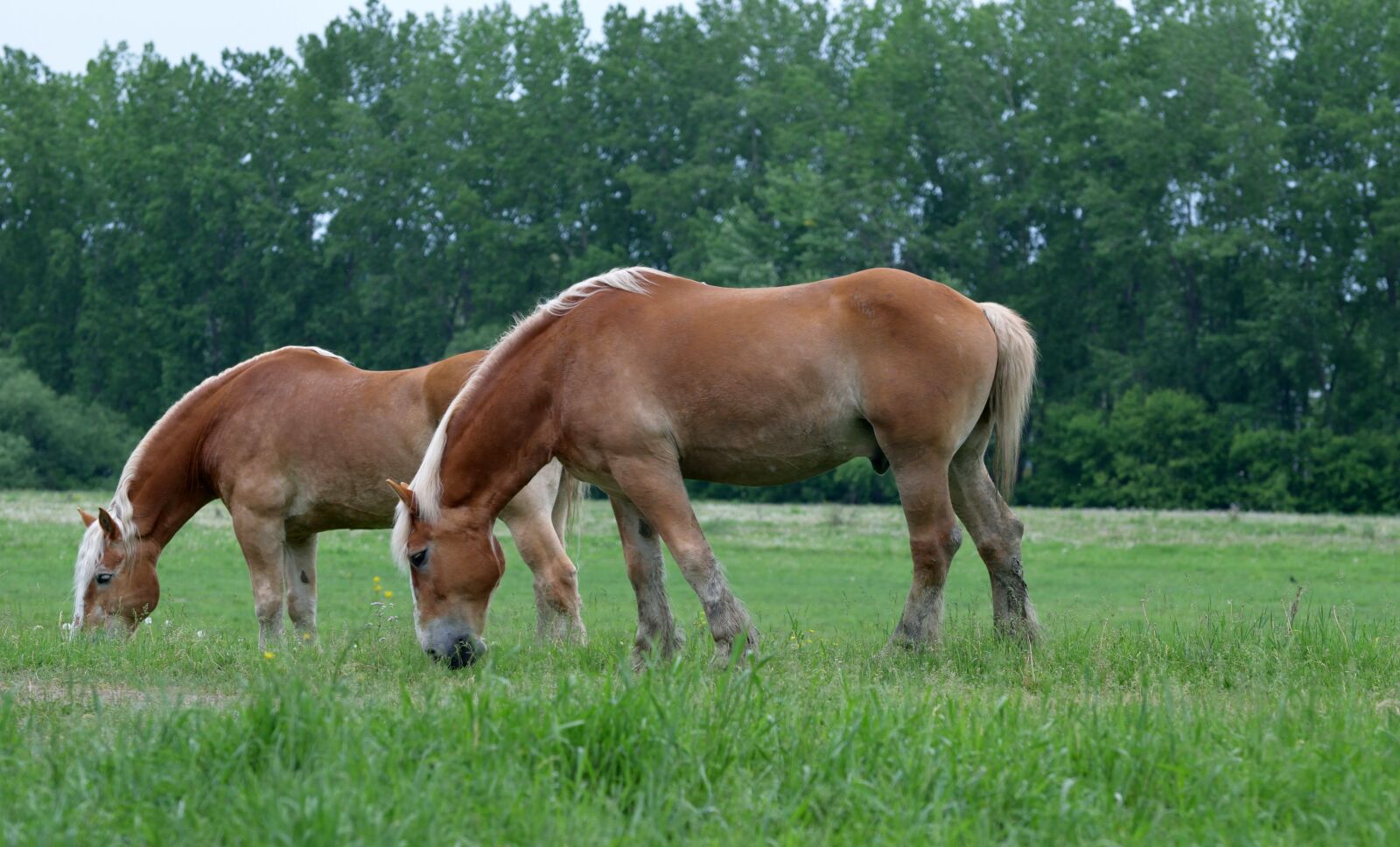 Nikon D5300 sample photo. Animals, draft, horses photography