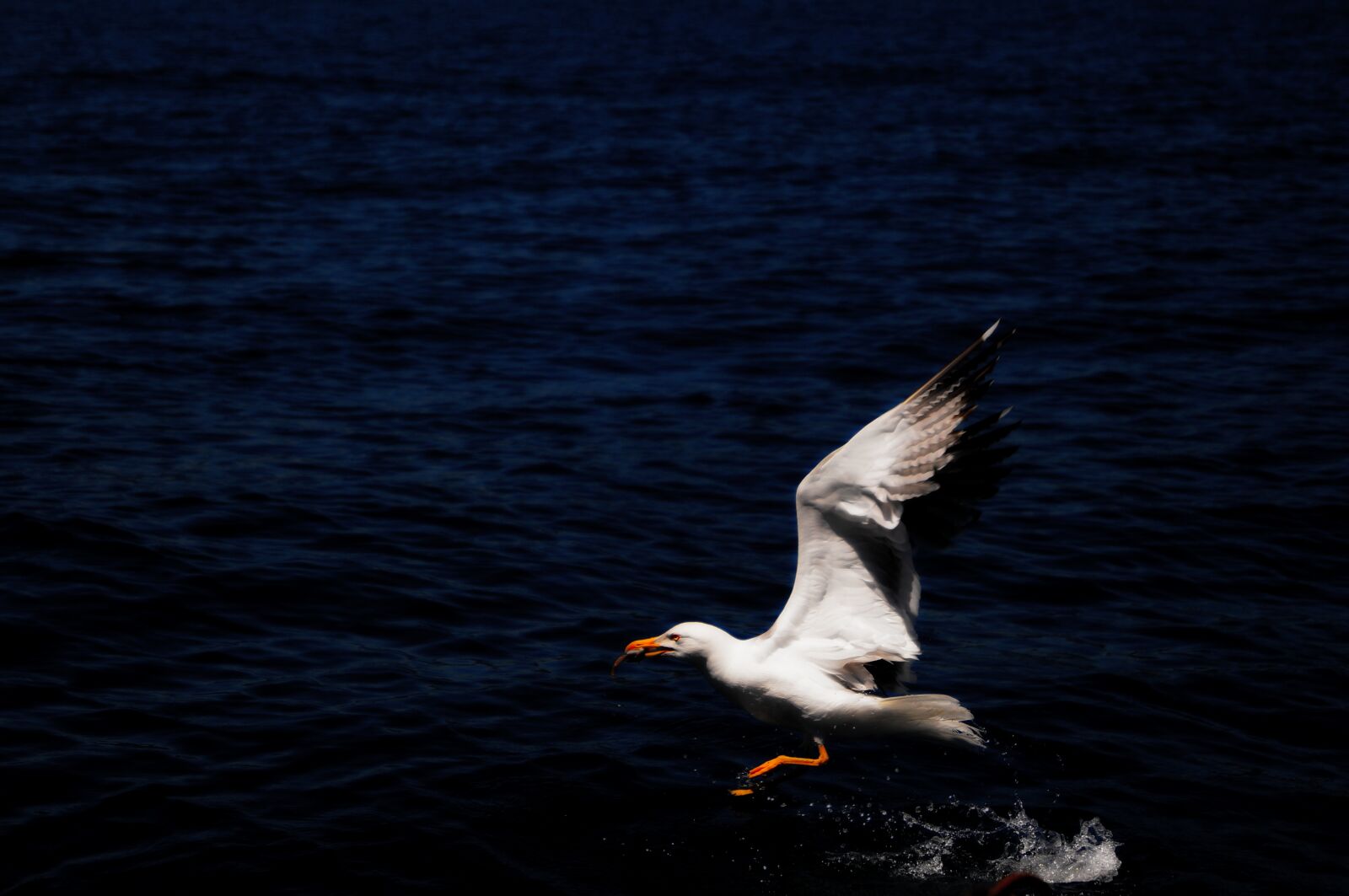 Sony SLT-A37 sample photo. Gocek, boat, type photography