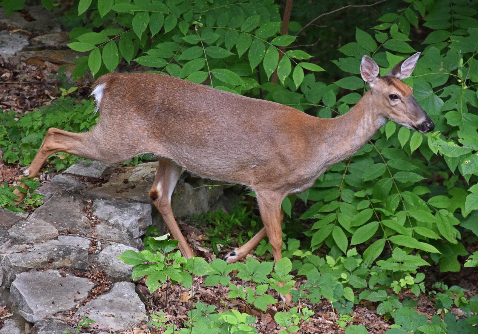 Nikon D3300 sample photo. Walking deer, deer, white-tailed photography