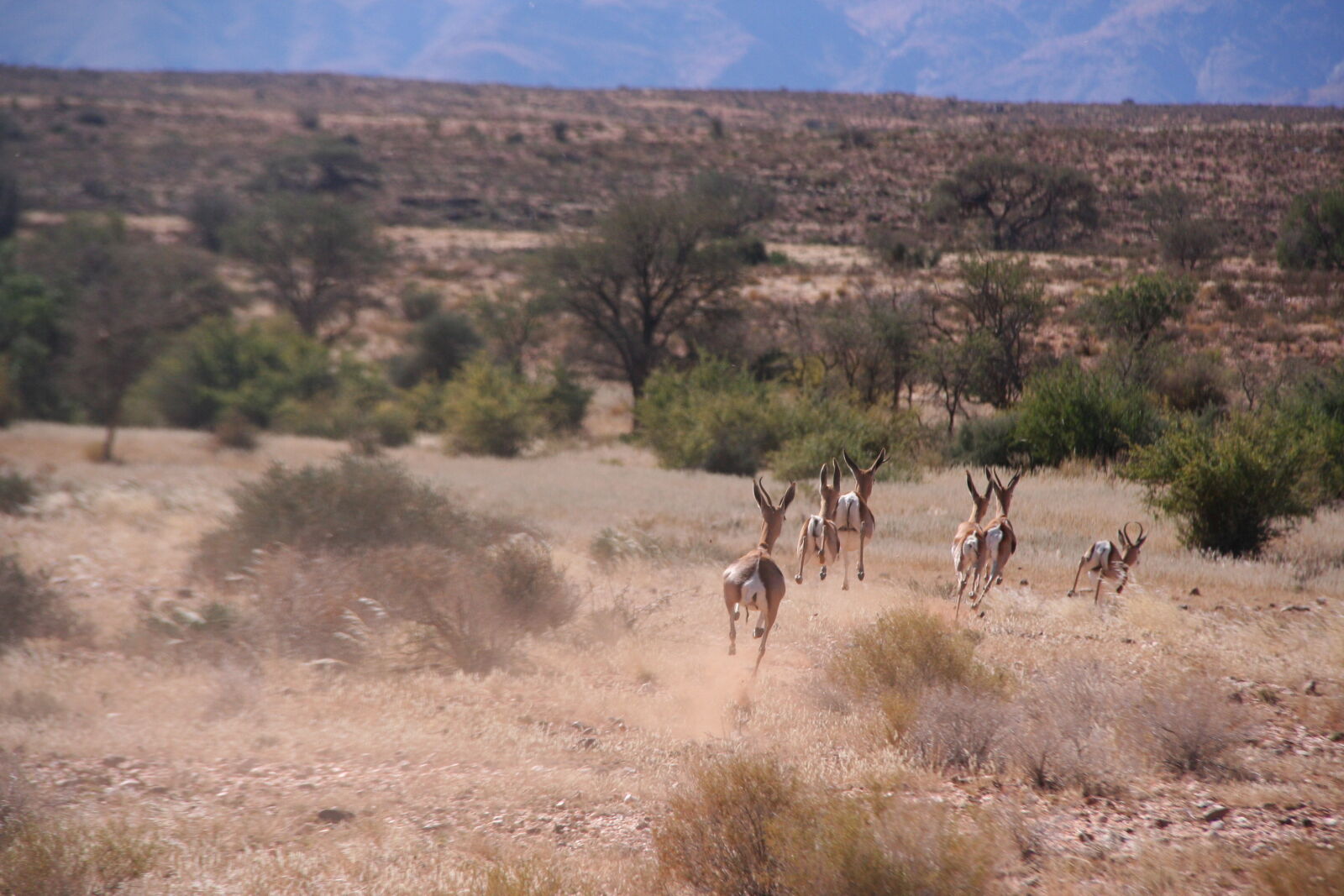Canon EOS 350D (EOS Digital Rebel XT / EOS Kiss Digital N) sample photo. Springbok, herd, in, action photography