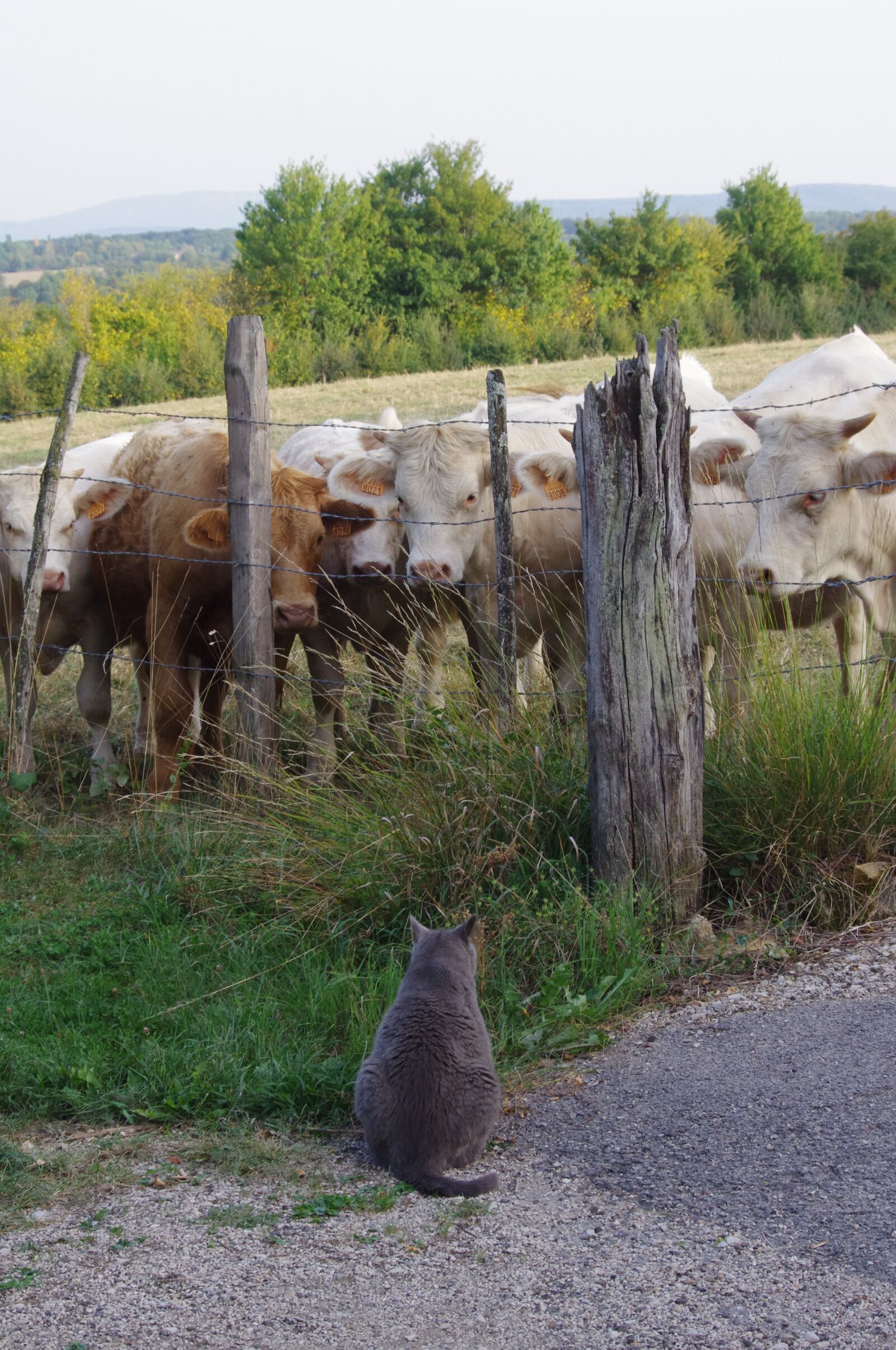 Pentax K-r sample photo. Field, animals, cow photography