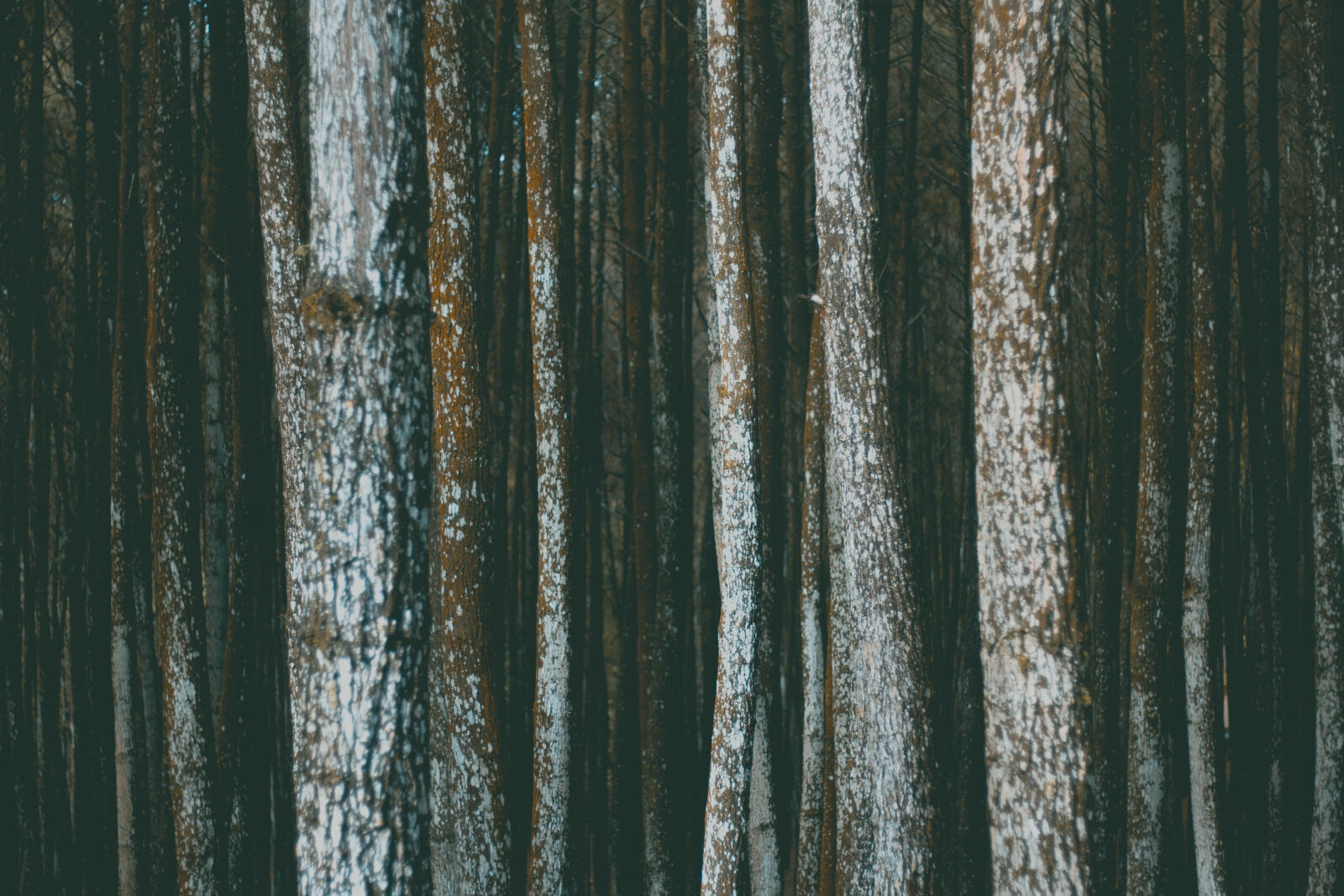 Canon EOS 60D sample photo. Bark, forest, pile, surface photography