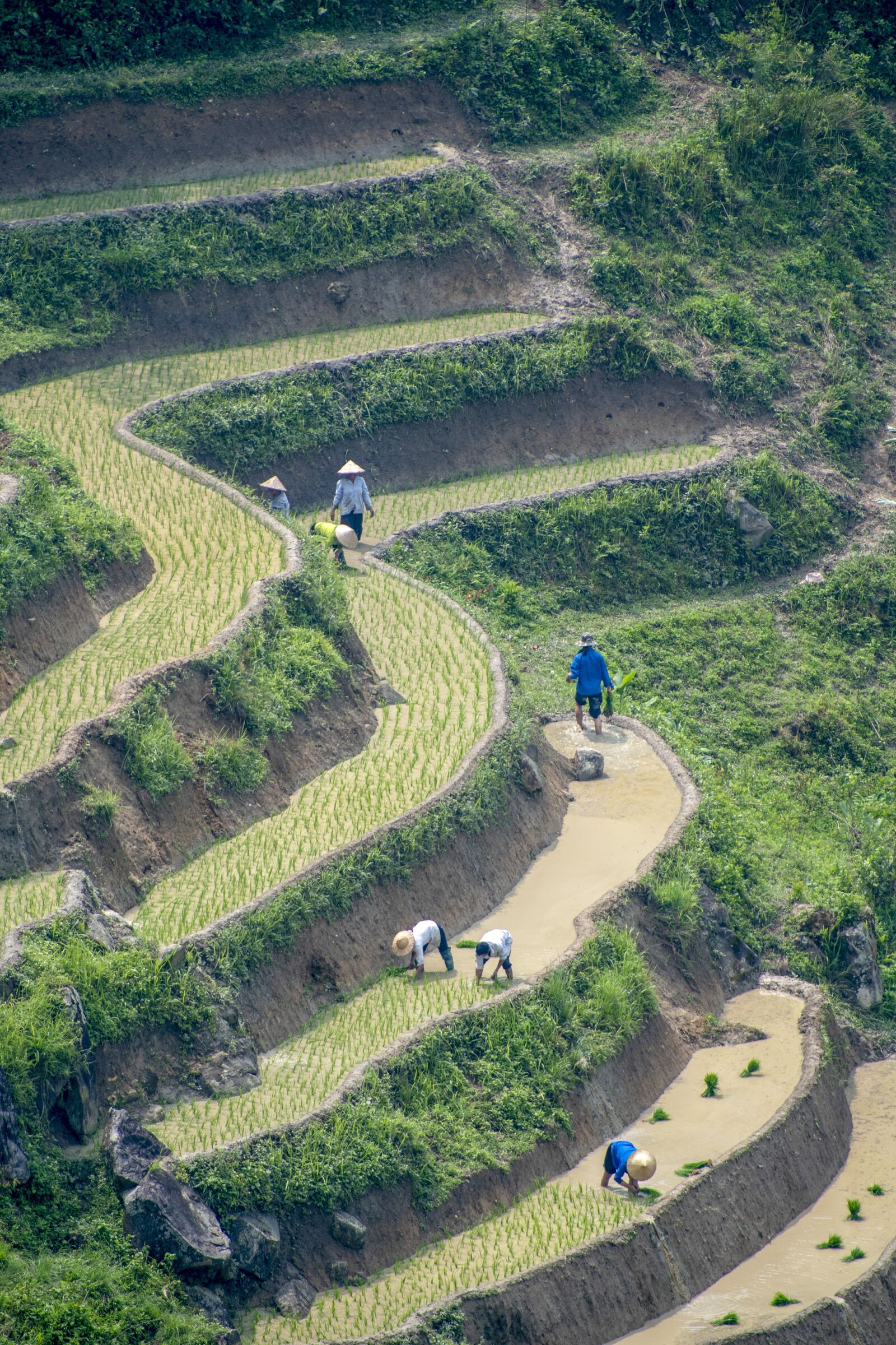 Nikon D5 sample photo. Transplanting rice, rice field photography