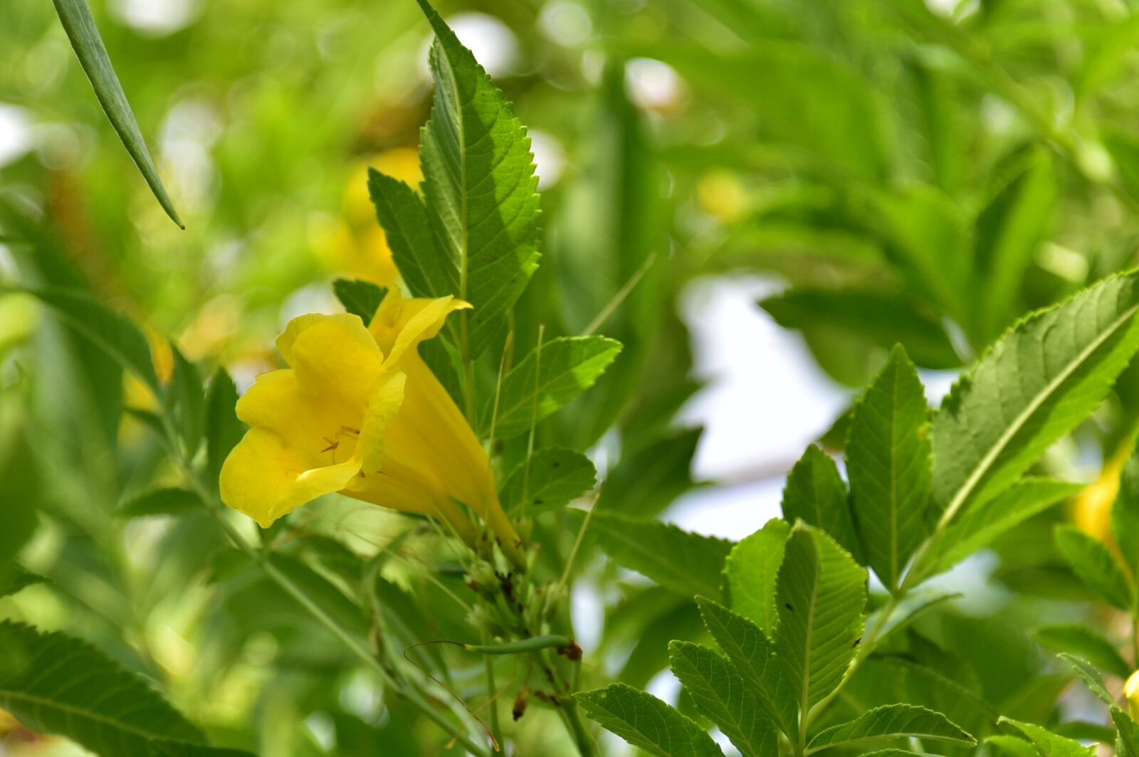 Nikon D750 sample photo. Israeli, summer, flower photography