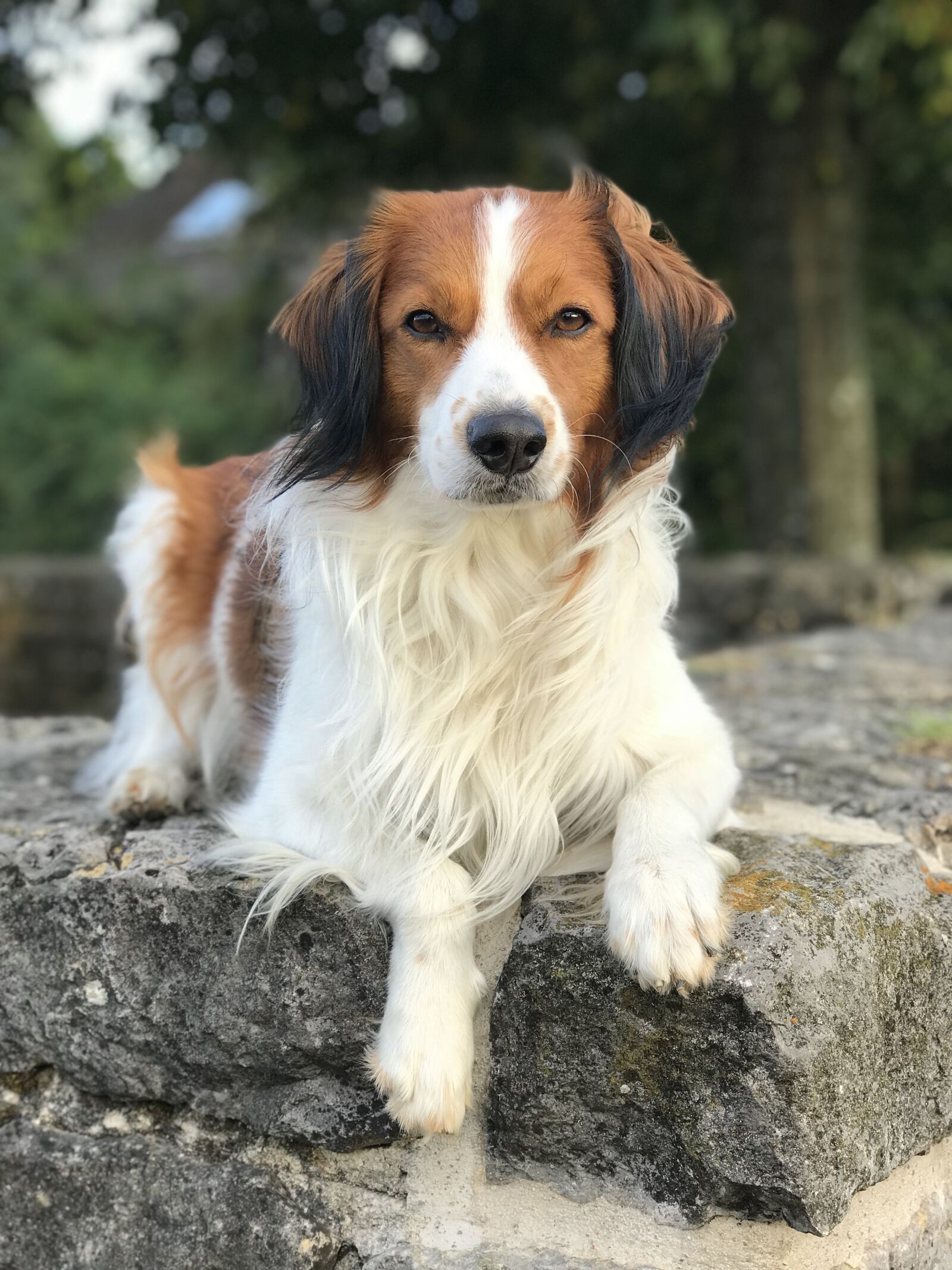 iPhone 7 Plus back dual camera 6.6mm f/2.8 sample photo. Dog, kooikerhondje, kooiker photography