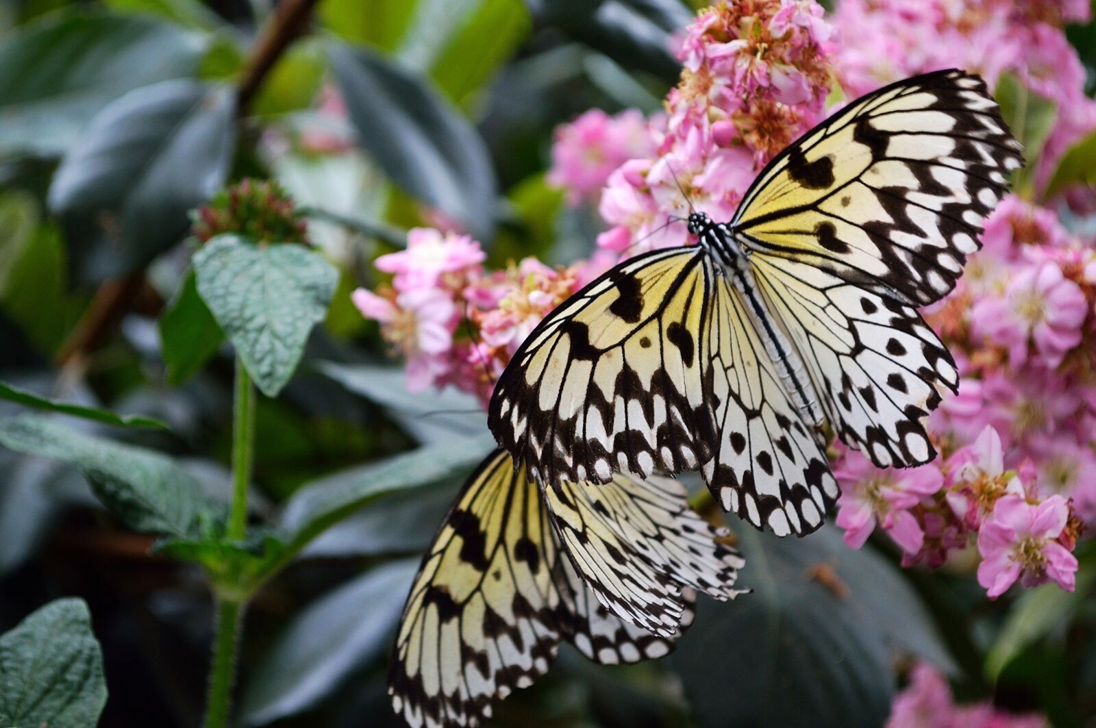 Nikon D3200 sample photo. Paper kites, butterfly, large photography