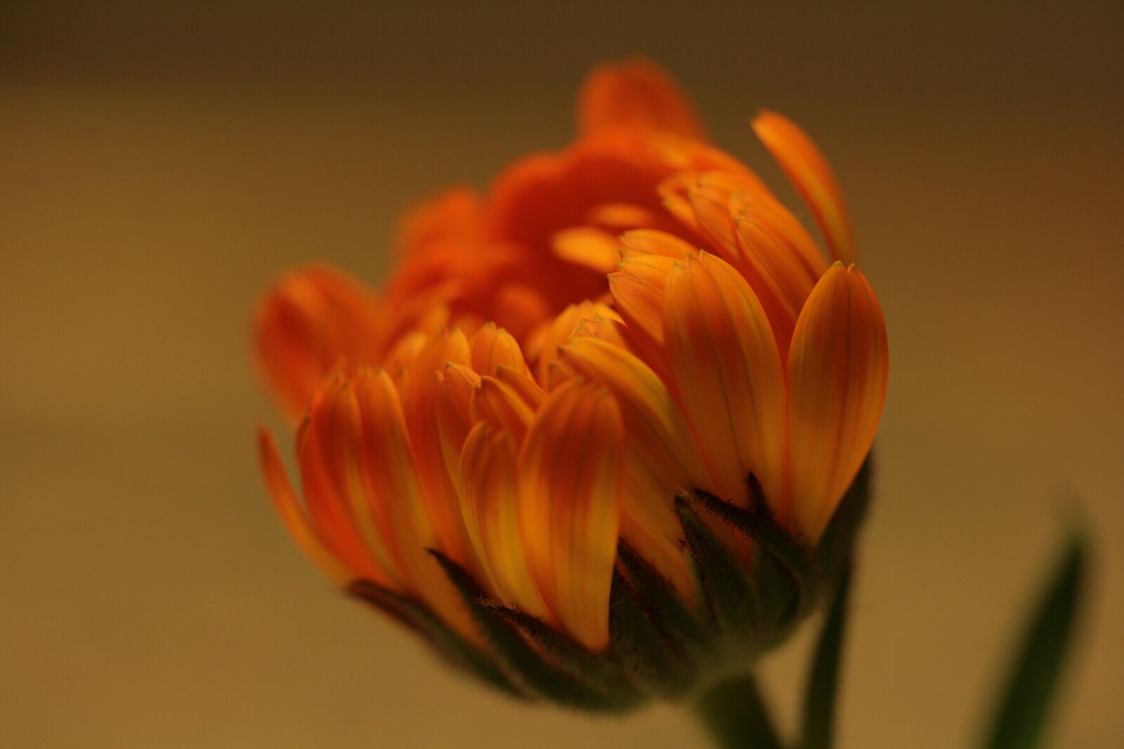 Canon EOS 400D (EOS Digital Rebel XTi / EOS Kiss Digital X) sample photo. Flower, petals, blossoming photography