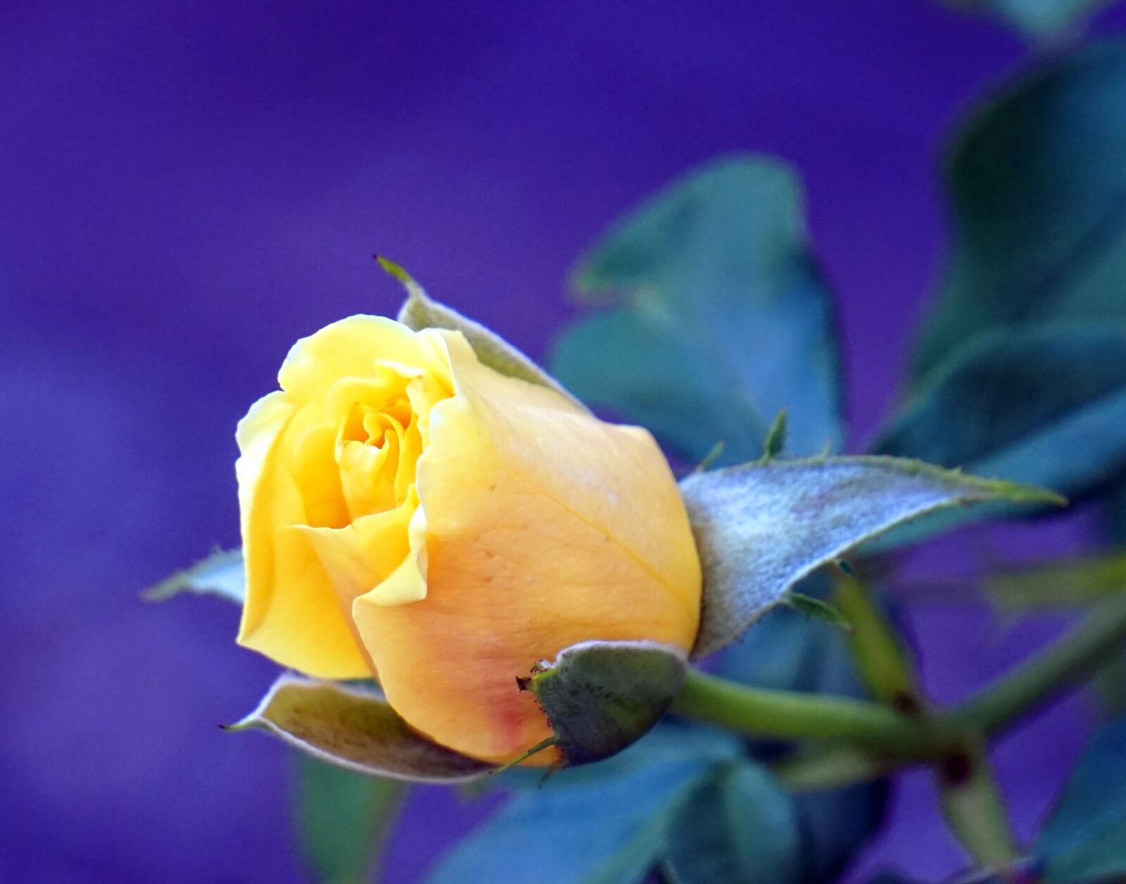 Sony Alpha a5000 (ILCE 5000) + Sony E 55-210mm F4.5-6.3 OSS sample photo. Rose, yellow, blossom photography