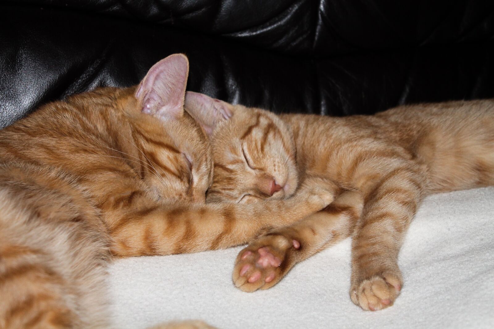 Canon EOS 1100D (EOS Rebel T3 / EOS Kiss X50) sample photo. Cat, brothers and sisters photography