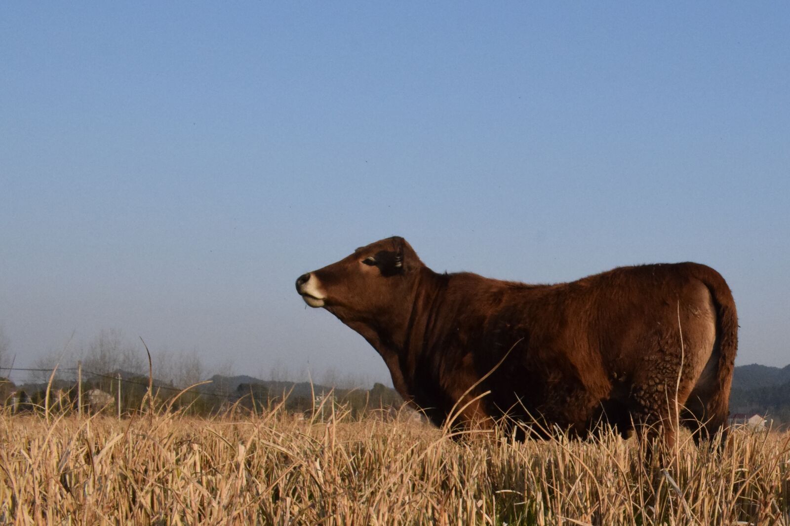 Nikon D3300 sample photo. Ye tian, country, cow photography