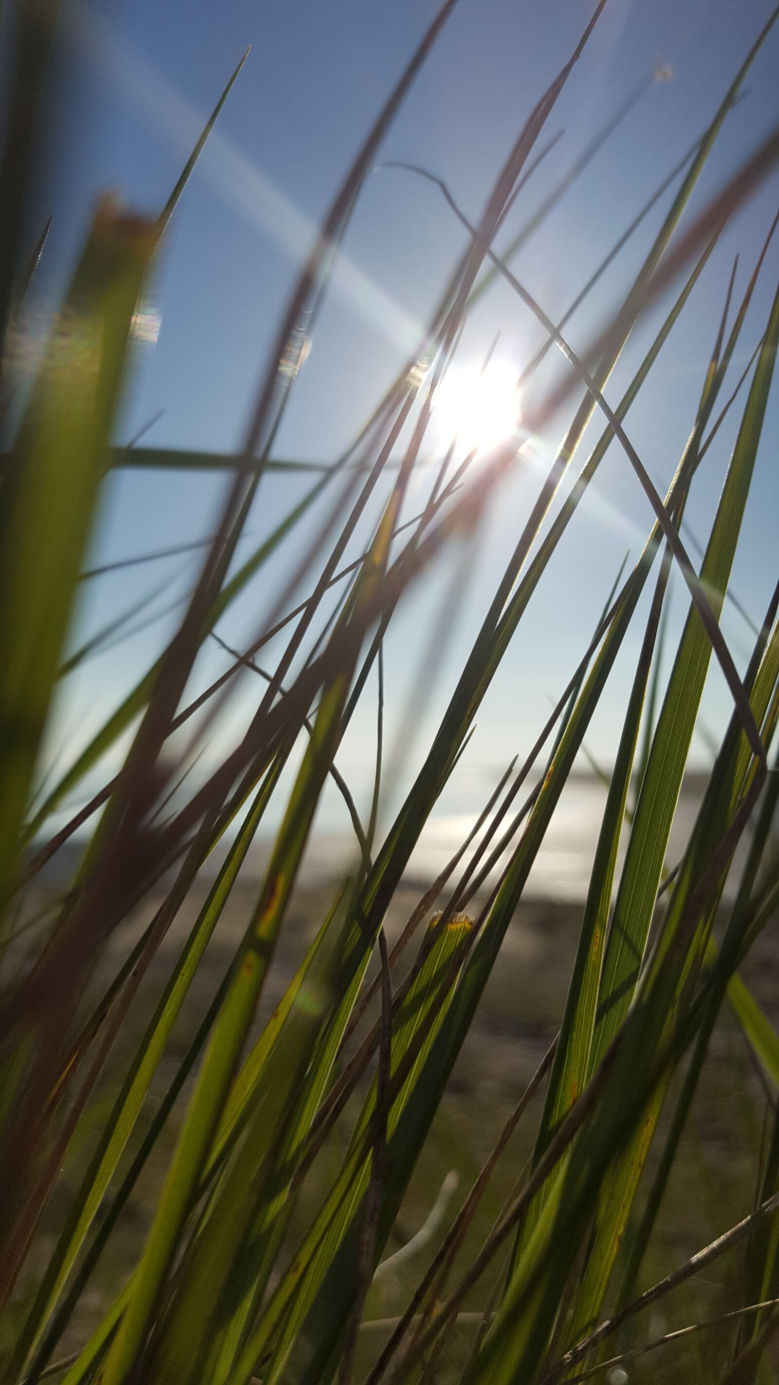 Samsung Galaxy S6 sample photo. Grass, beach, sun photography