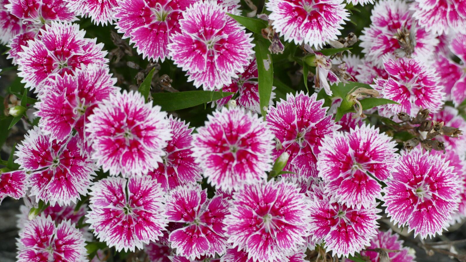 Panasonic Lumix DMC-FZ1000 sample photo. Dianthus, flowers, pink photography