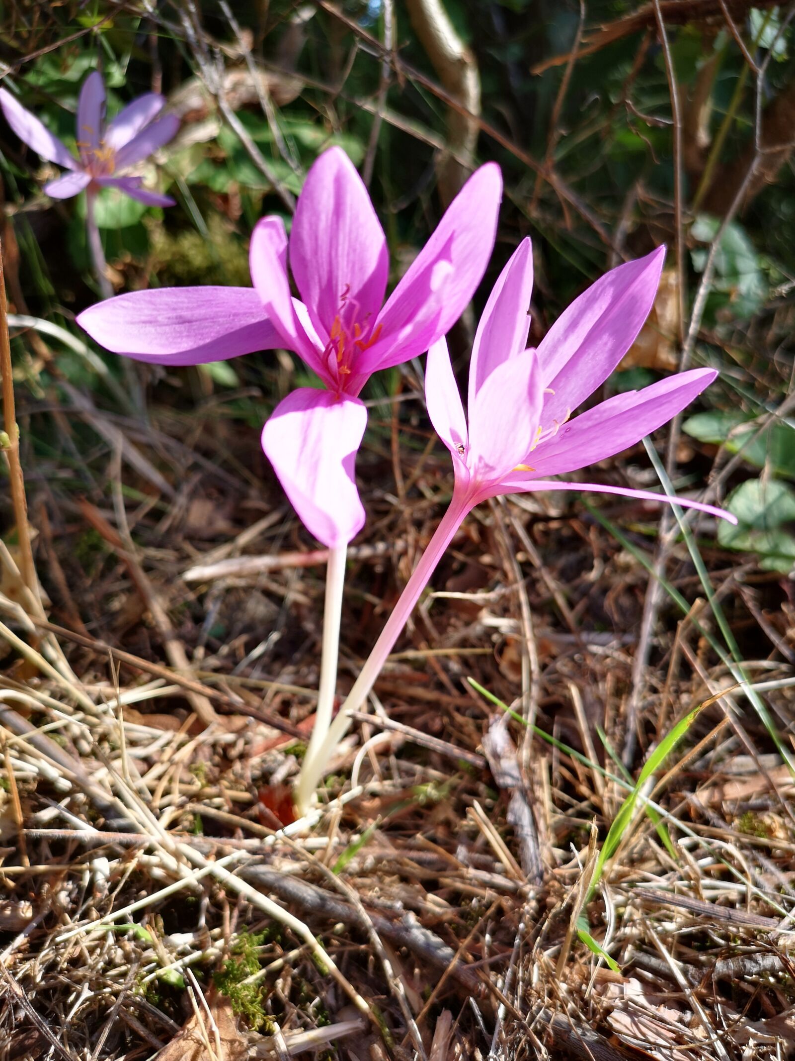 HUAWEI CLT-L29 sample photo. Herbstzeitlose, autumn, flower photography