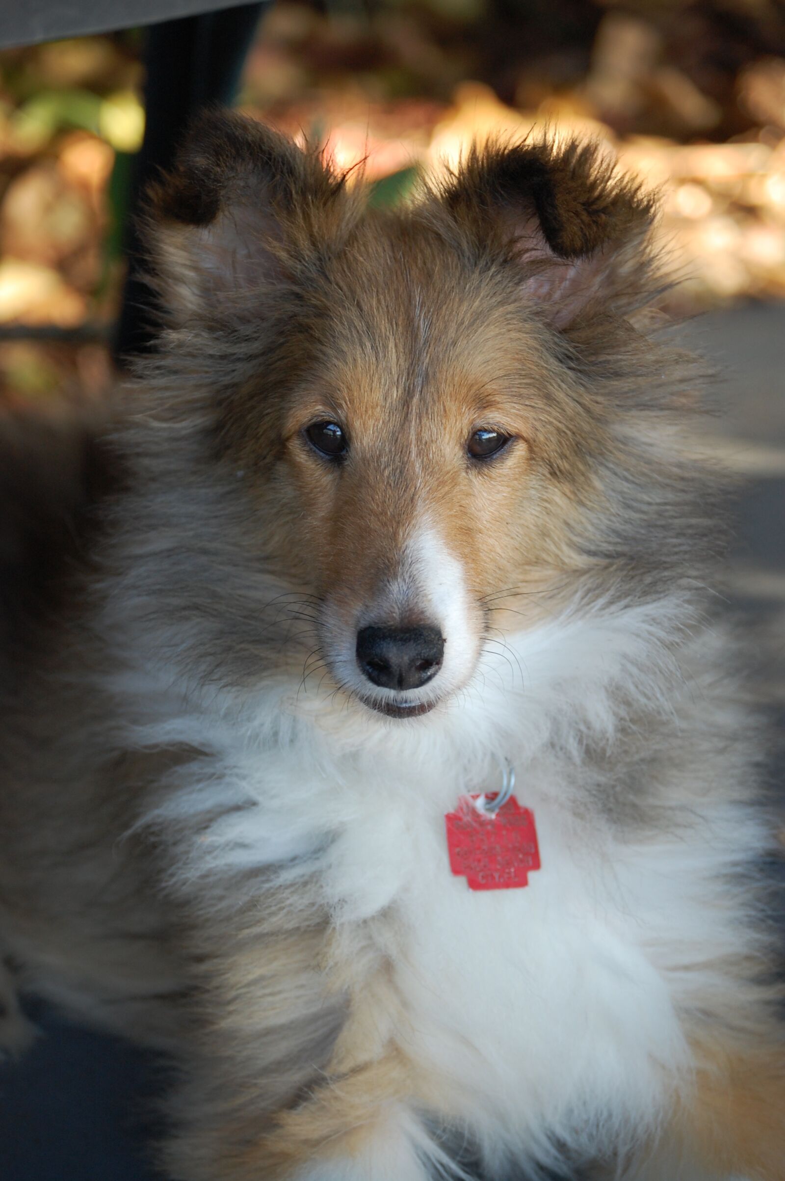Nikon D40 sample photo. Dog, portrait, pet photography