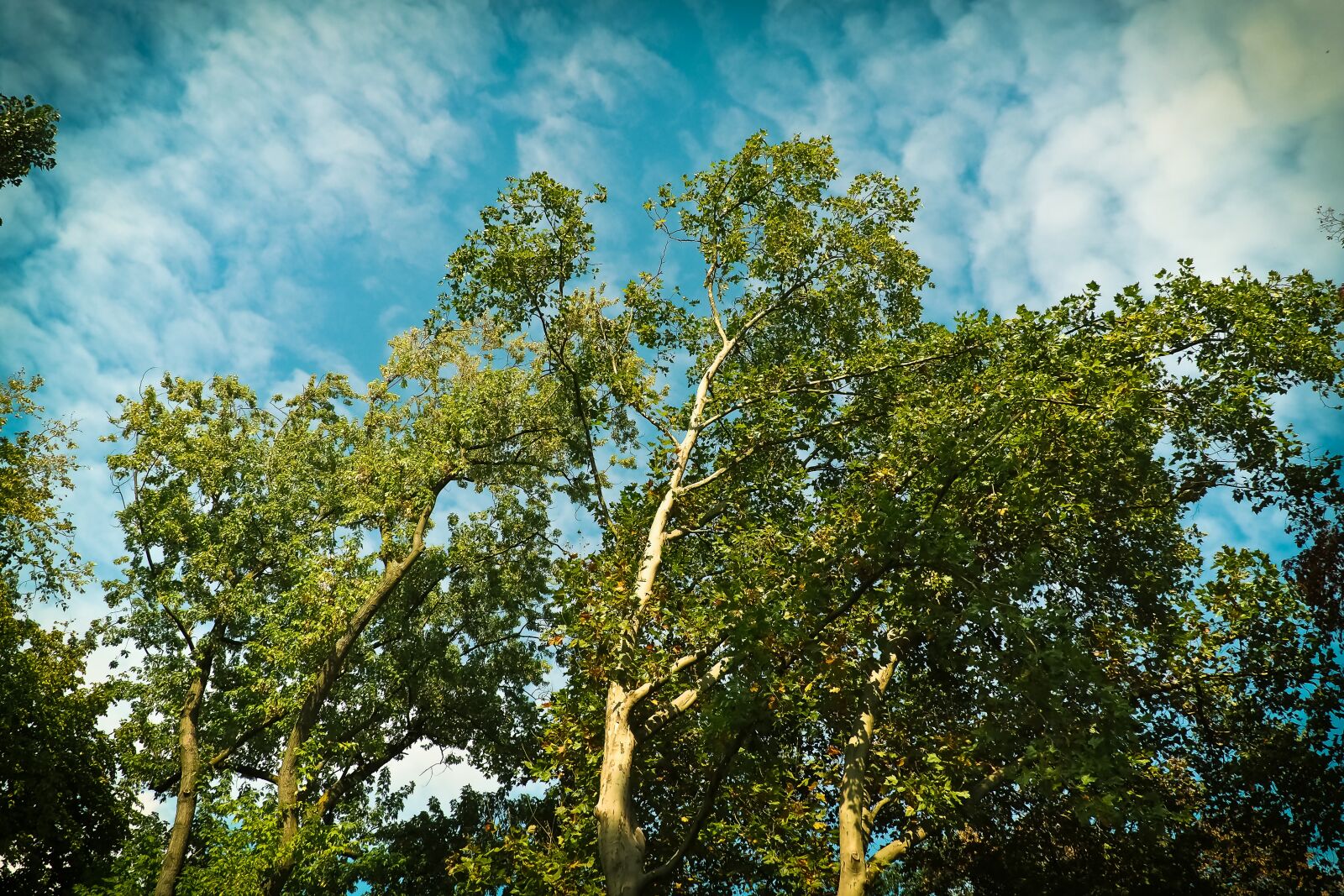 Olympus OM-D E-M10 sample photo. Trees, birch, nature photography
