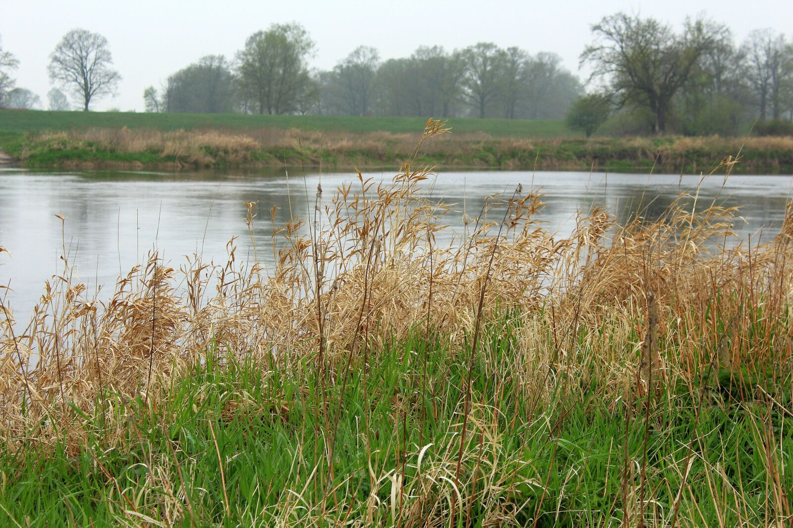 Canon EOS 1200D (EOS Rebel T5 / EOS Kiss X70 / EOS Hi) sample photo. River, landscape, scrubs photography